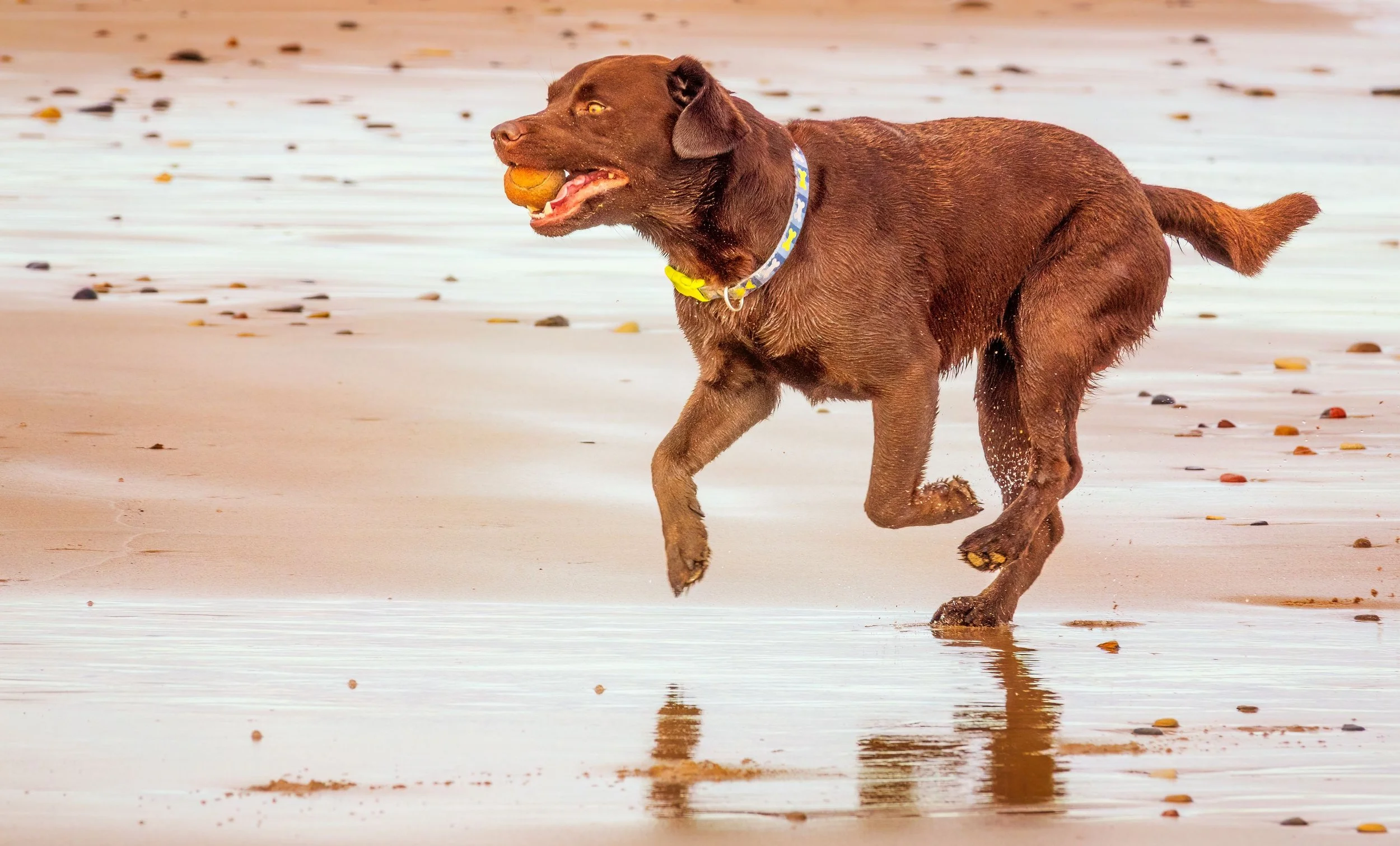 A brown dog running on the beach with a ball in its mouth.