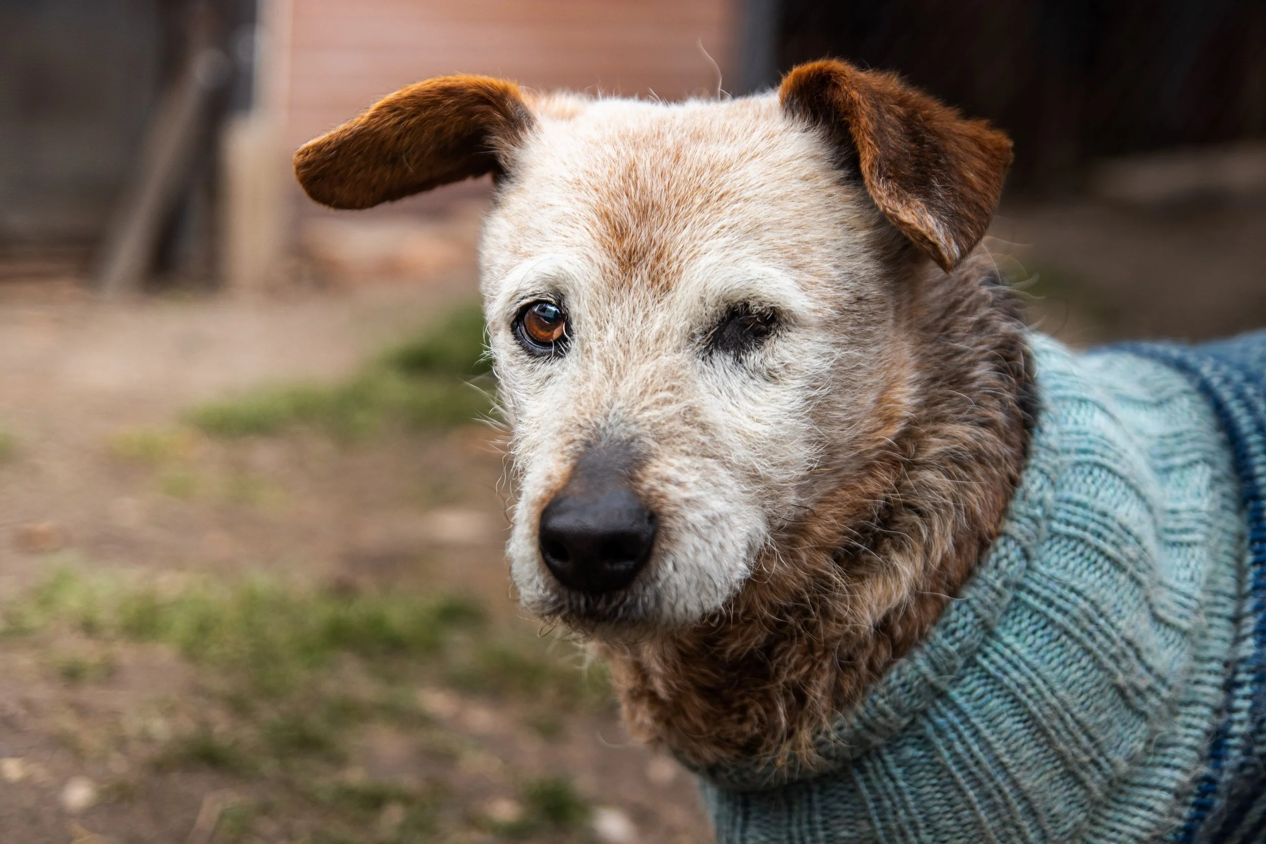 A close-up of a dog with brown and white fur, one eye closed, wearing a blue patterned sweater.