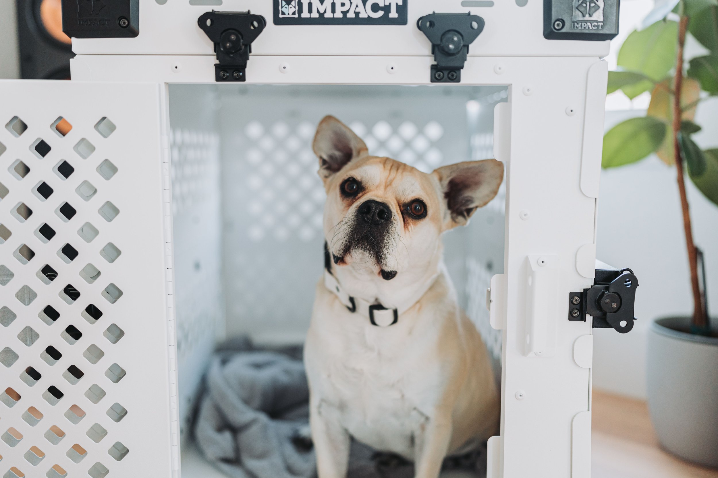 A small dog with beige and white fur and large ears is inside a white pet crate, looking out through the open door. The crate has black hinges and is marked with the word 'IMPACT' on the top. A houseplant with green leaves is visible to the right of the crate.