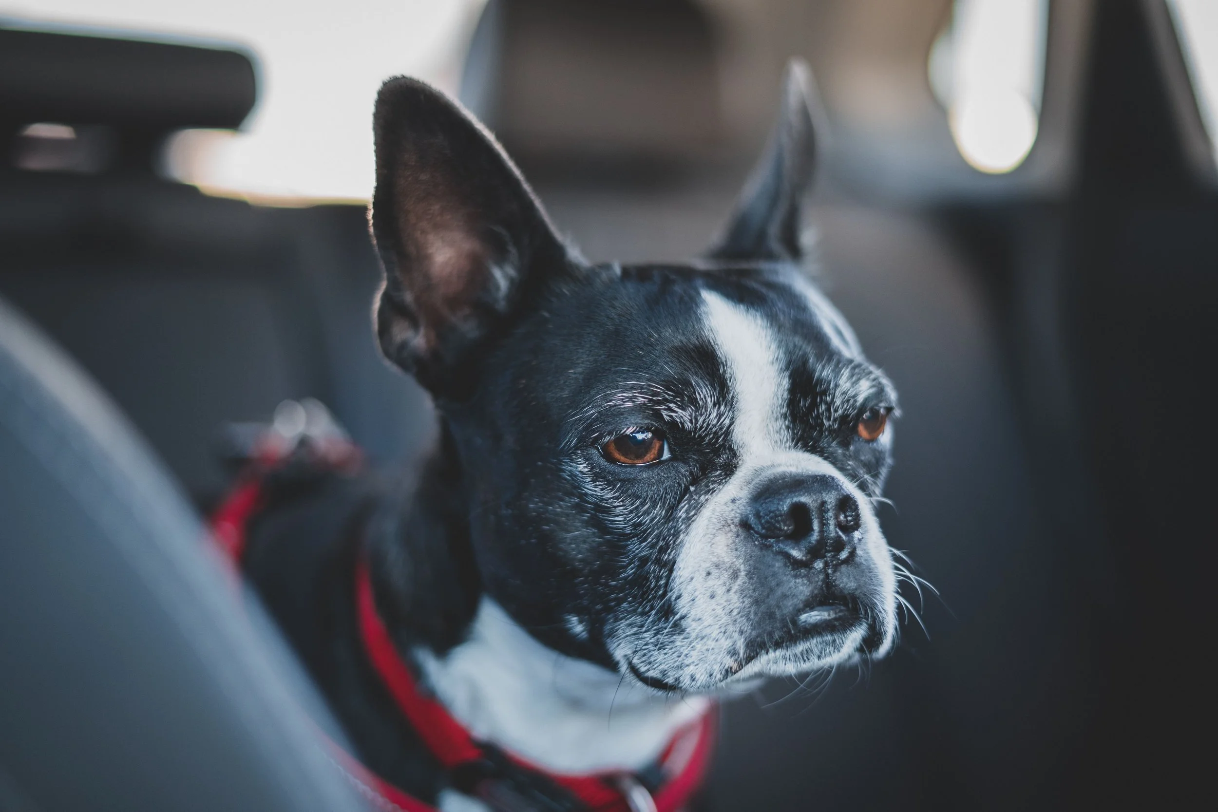 Close-up of a Boston Terrier dog with black and white fur, sitting inside a car, looking out the window.