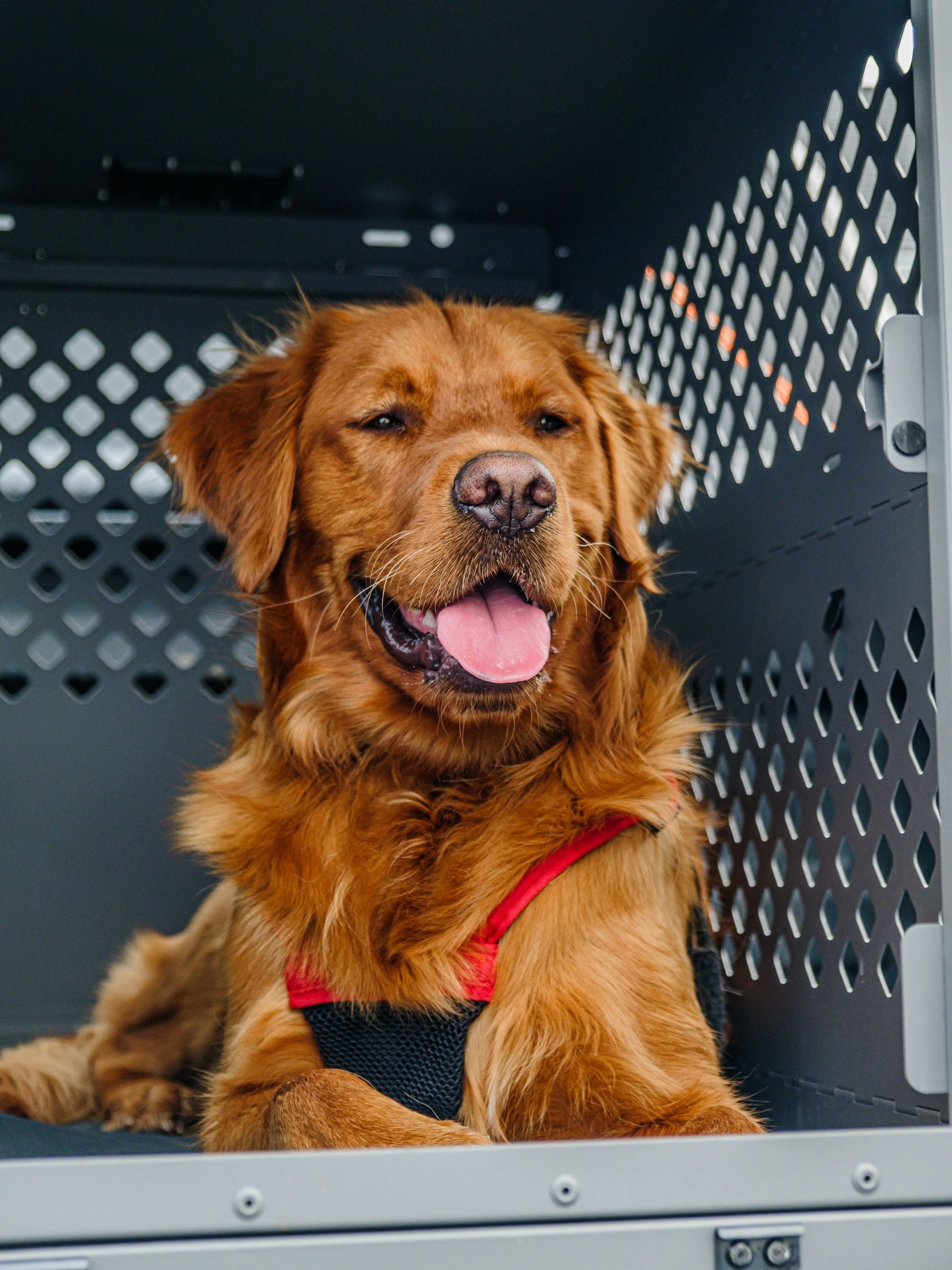 A golden retriever dog with a red harness sitting inside a metal kennel with a perforated side panel.