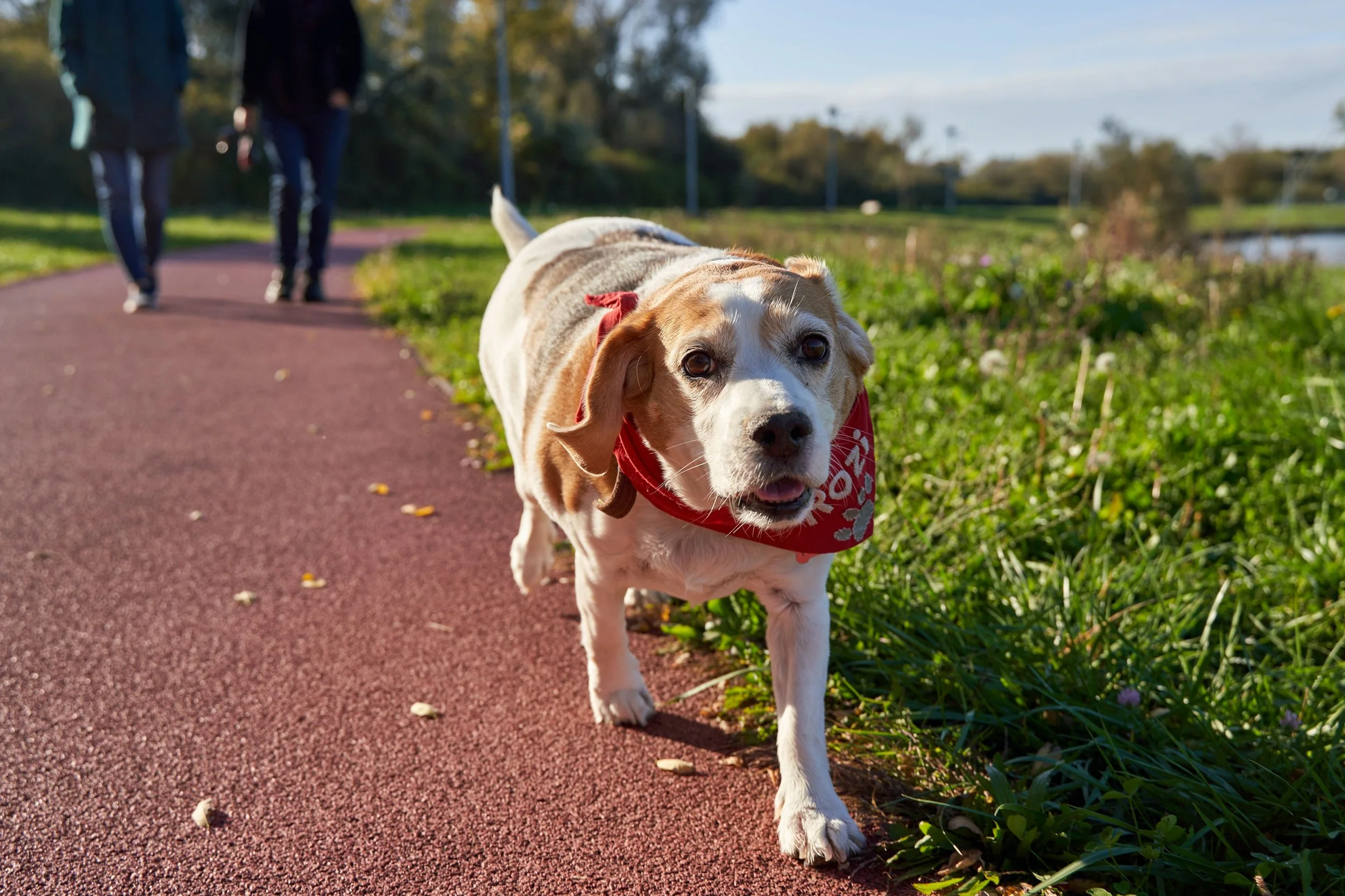 A cute dog walking on a reddish-brown paved trail in a park during daytime. The dog is wearing a red bandana and is looking at the camera. In the background, two people are walking away from the camera, and there is lush green grass and trees alongside the trail, with clear skies overhead.