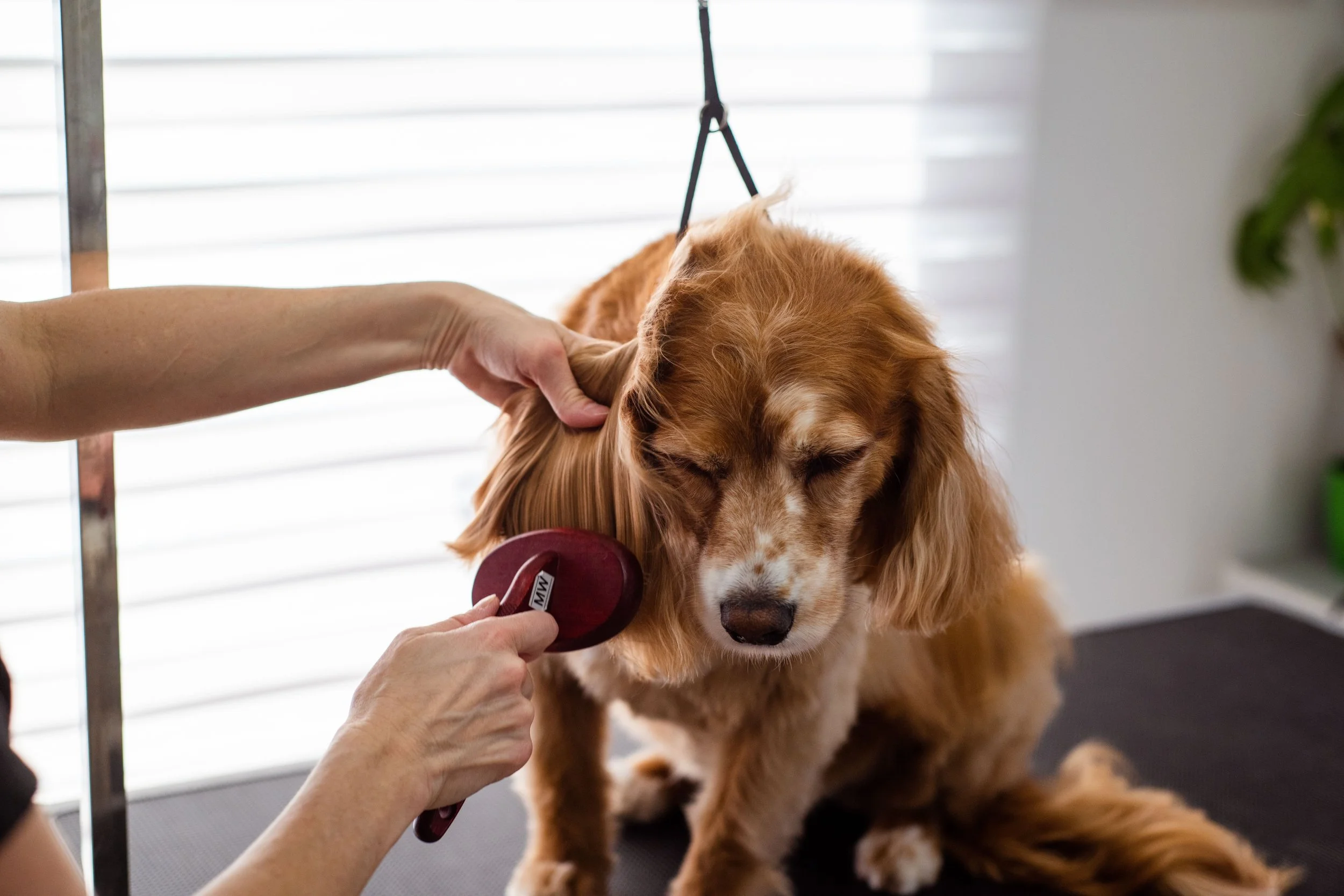 A person holding a grooming brush near a dog’s ear, with the dog sitting calmly. The dog is a golden retriever with a reddish coat, sitting on a grooming table inside a room with white blinds in the background.