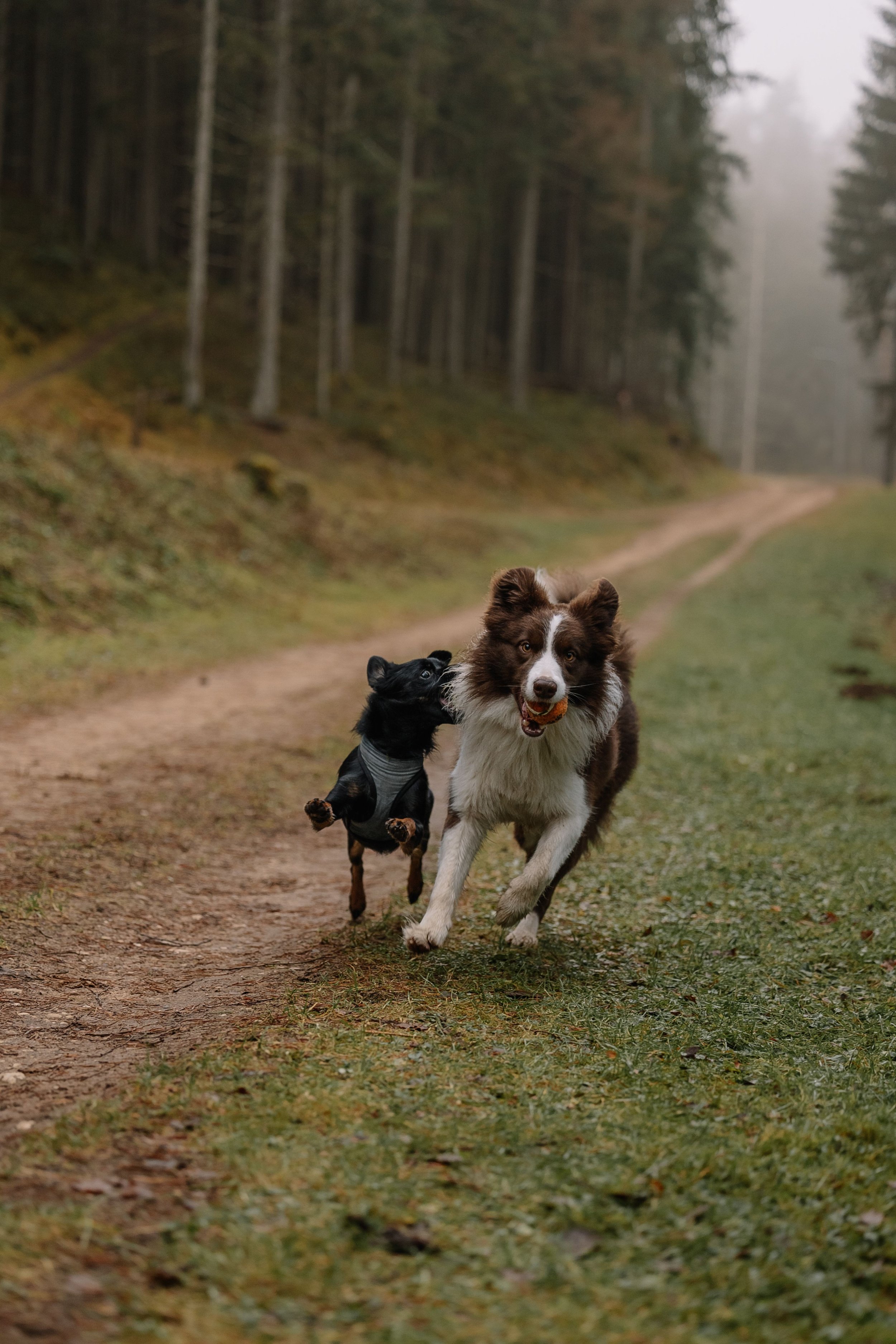 Two dogs, a Border Collie and a smaller black dog, running on a dirt trail through a foggy forest during daytime.