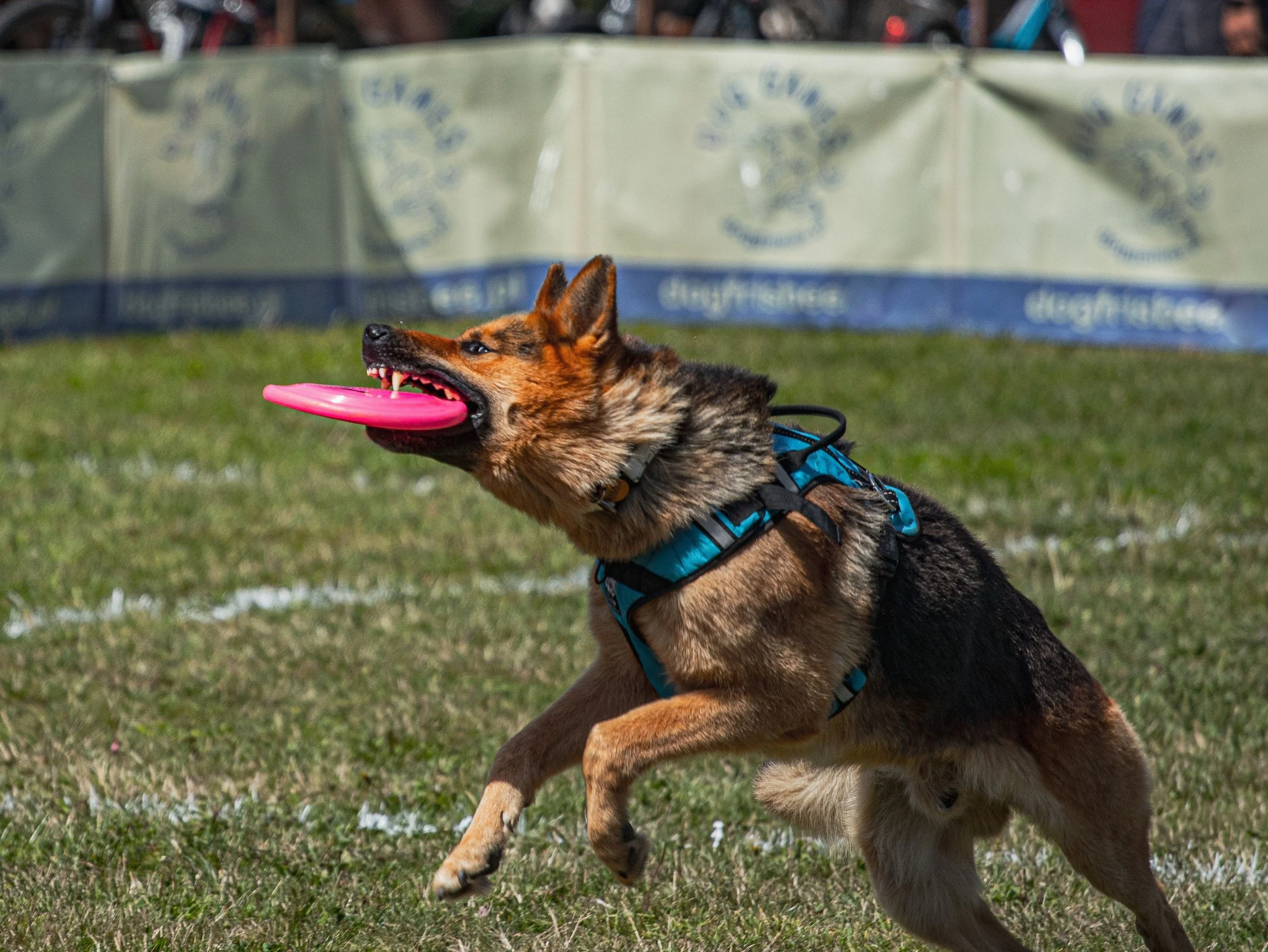 A dog running with a pink frisbee in its mouth on a grassy field, wearing a blue harness, at an outdoor event.