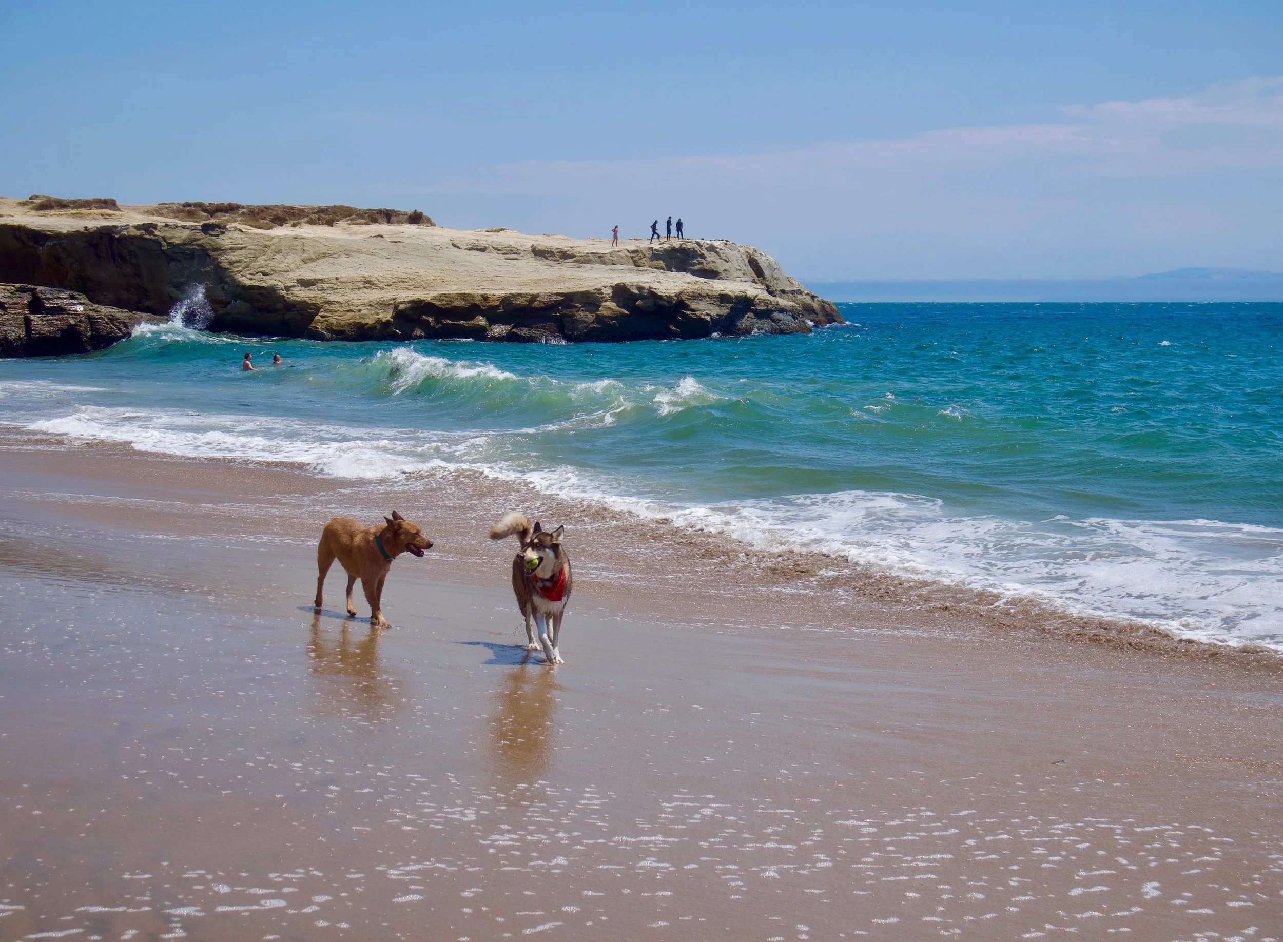 Two dogs playing on the sandy beach near the water, with a rocky cliff and people walking on top of it in the background. The ocean waves are approaching the shore under a blue sky.