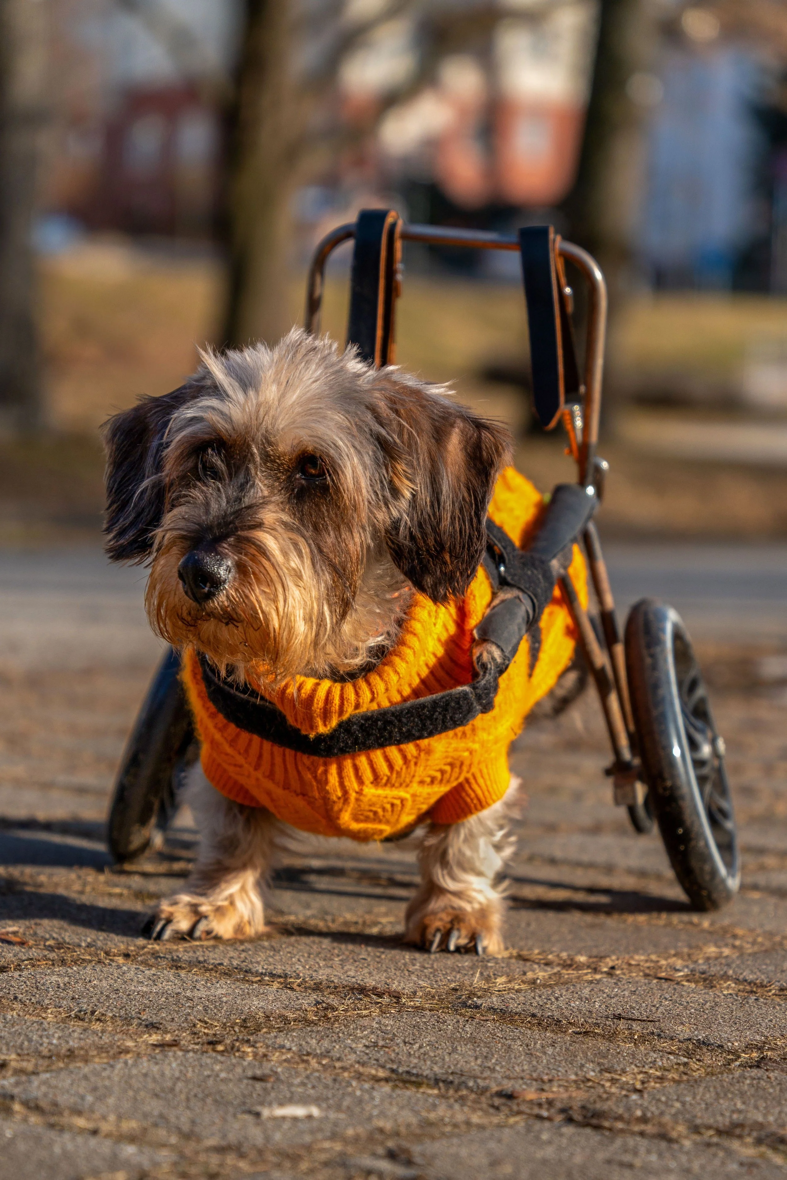 A small dog with gray and brown fur in a wheelchair, wearing an orange sweater, walking on a dirt path in a park with trees in the background.