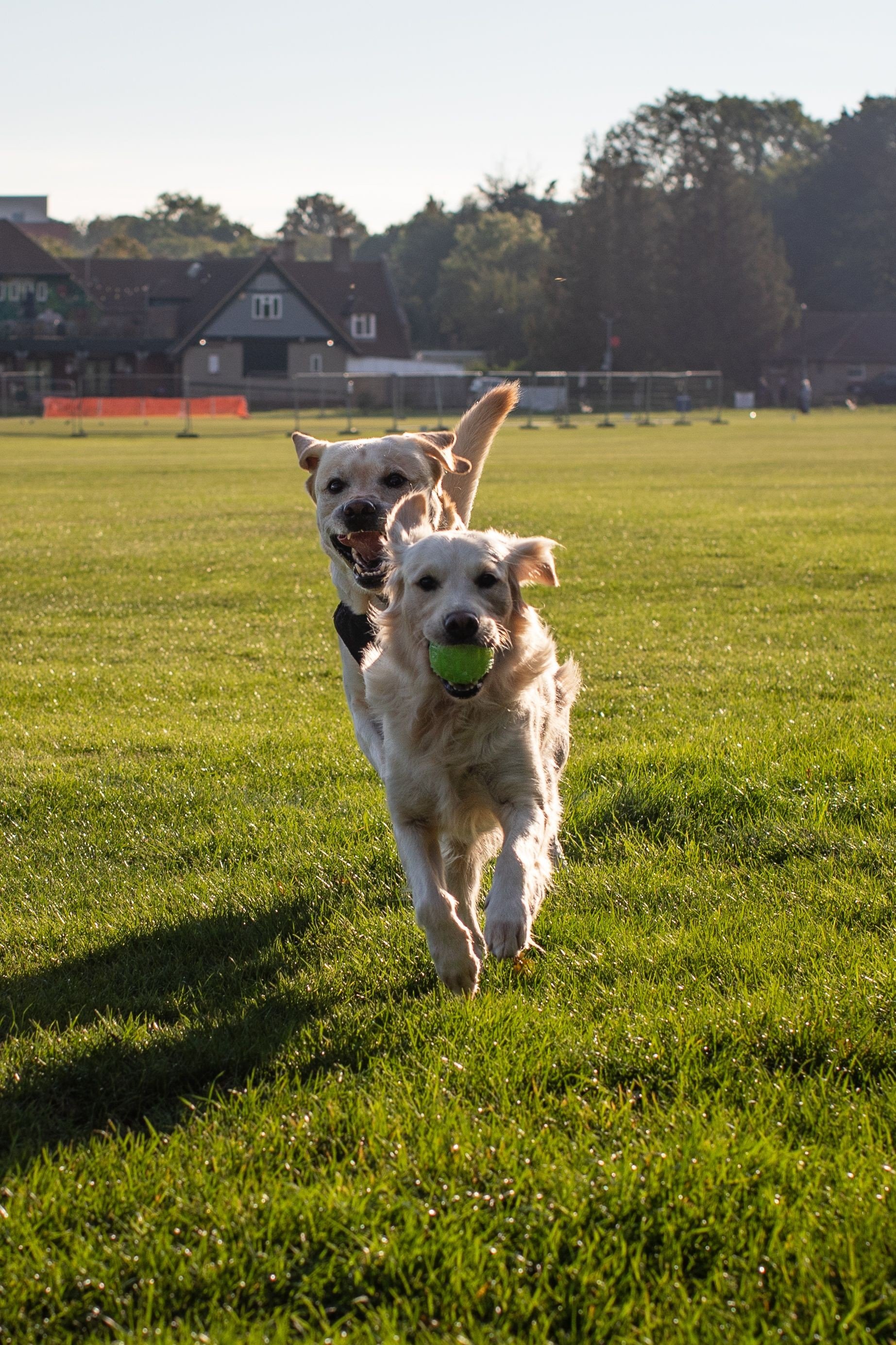 Two dogs running on a grassy field with one holding a green ball in its mouth, with houses and trees in the background during sunset.