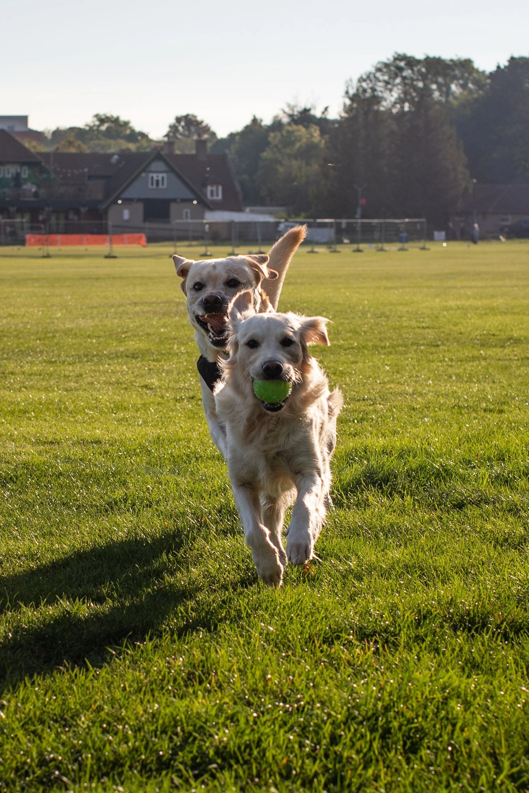 Two dogs running on a grassy field with one holding a green ball in its mouth, with houses and trees in the background during sunset.