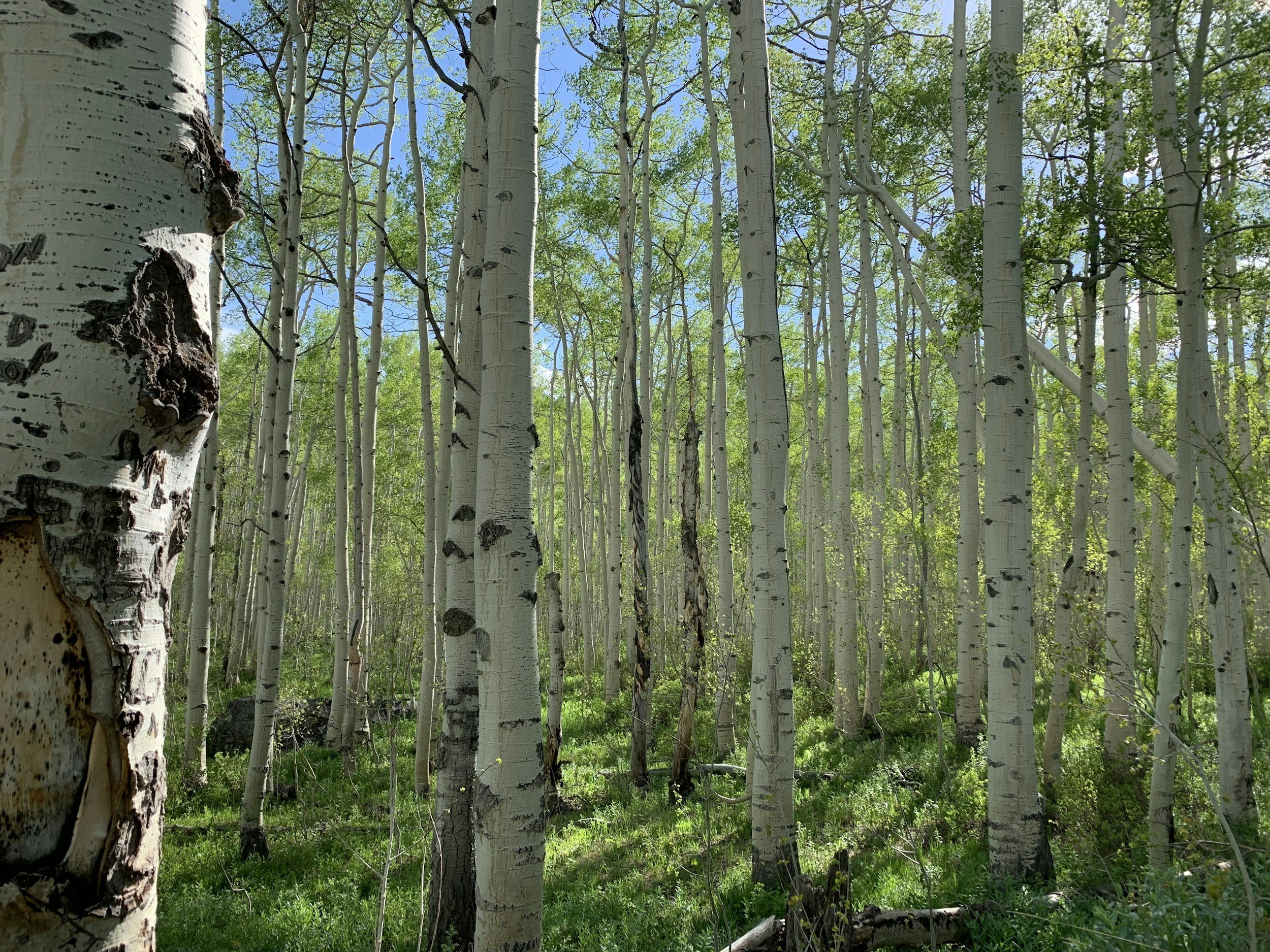 Aspen trees in a forest