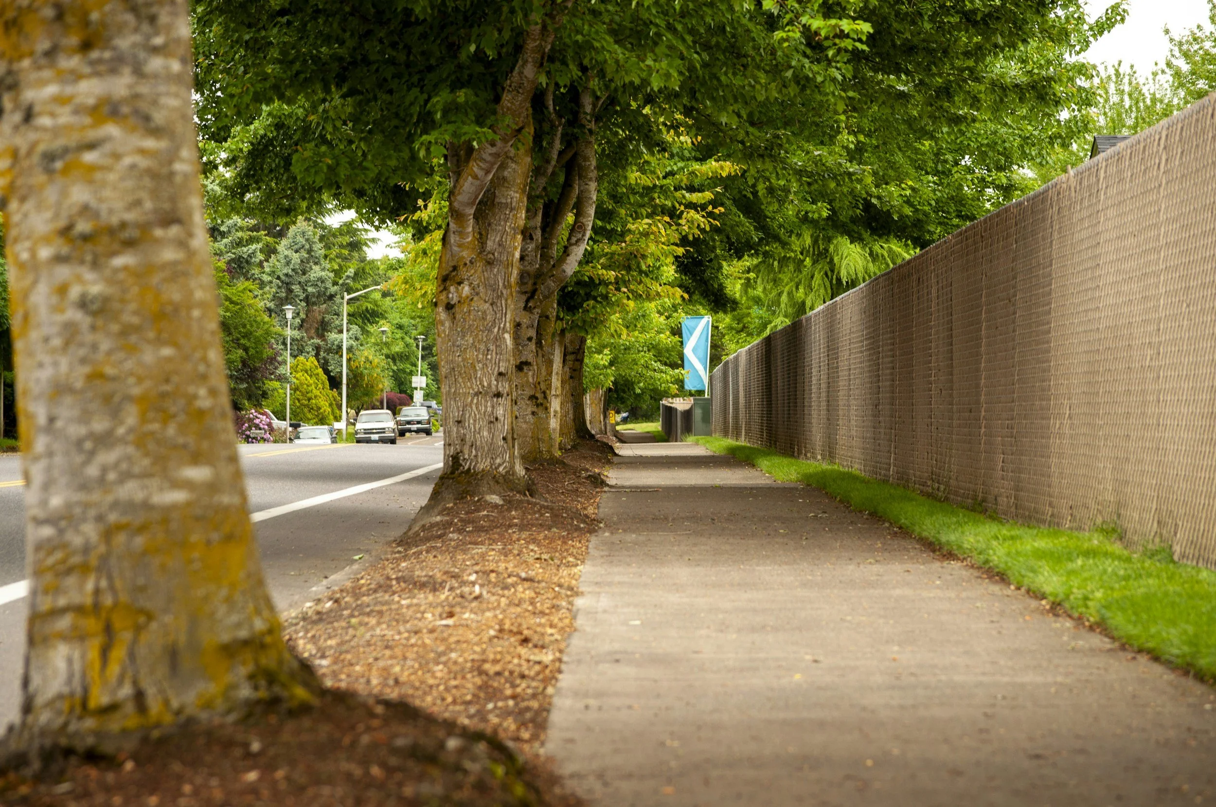 Pruned trees on residential sidewalk