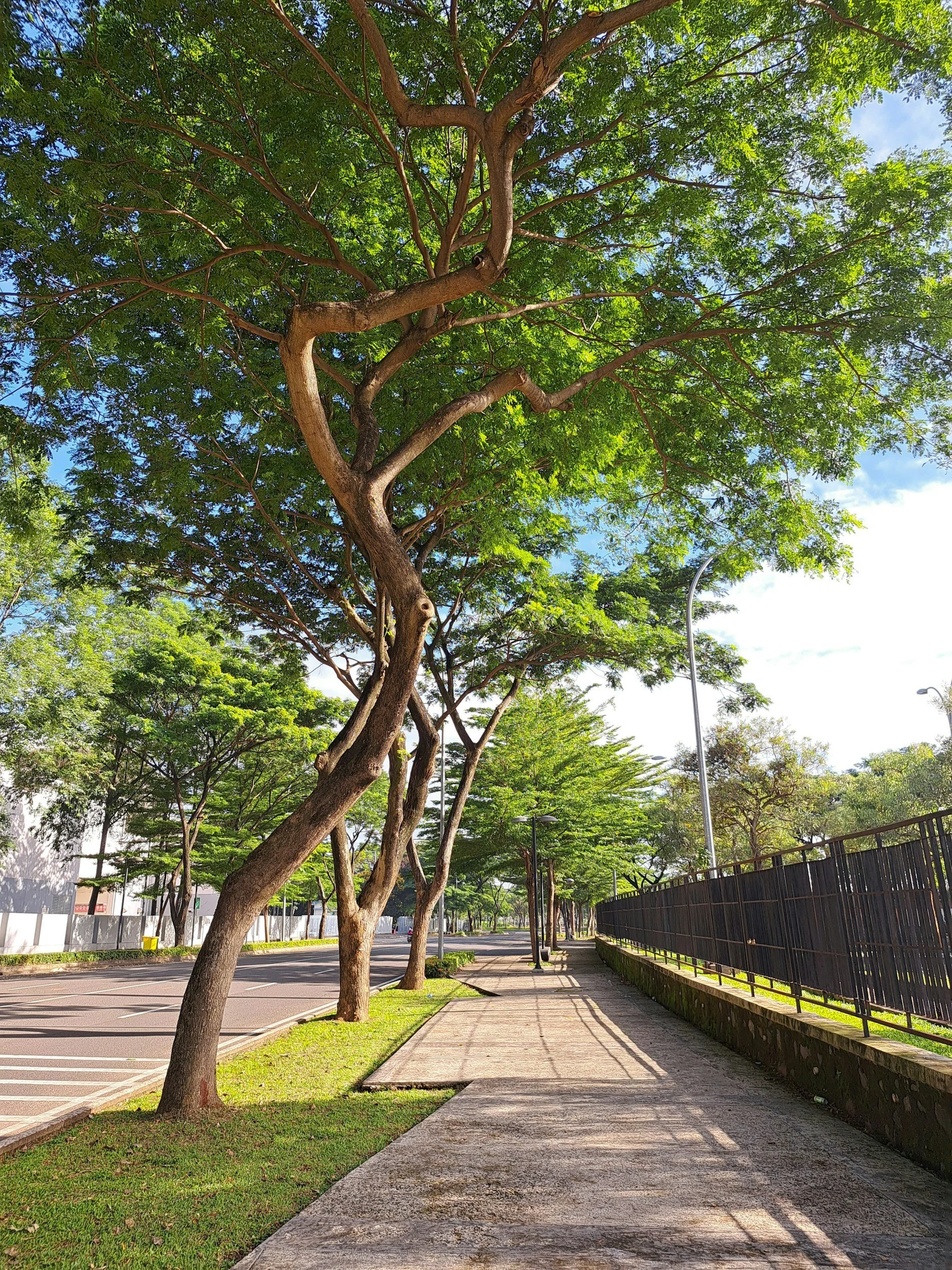 professionally pruned trees