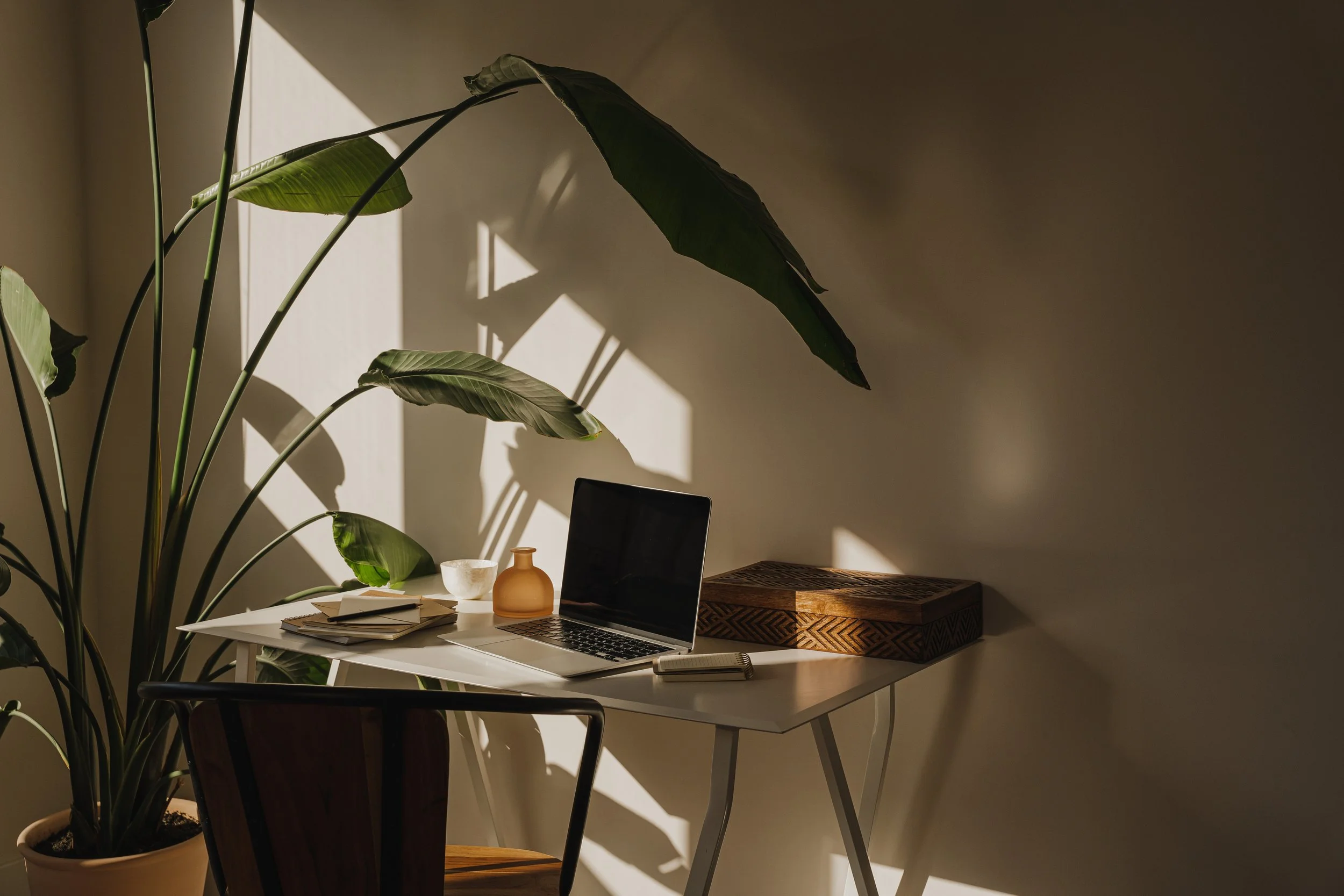 Big plant next to desk and laptop