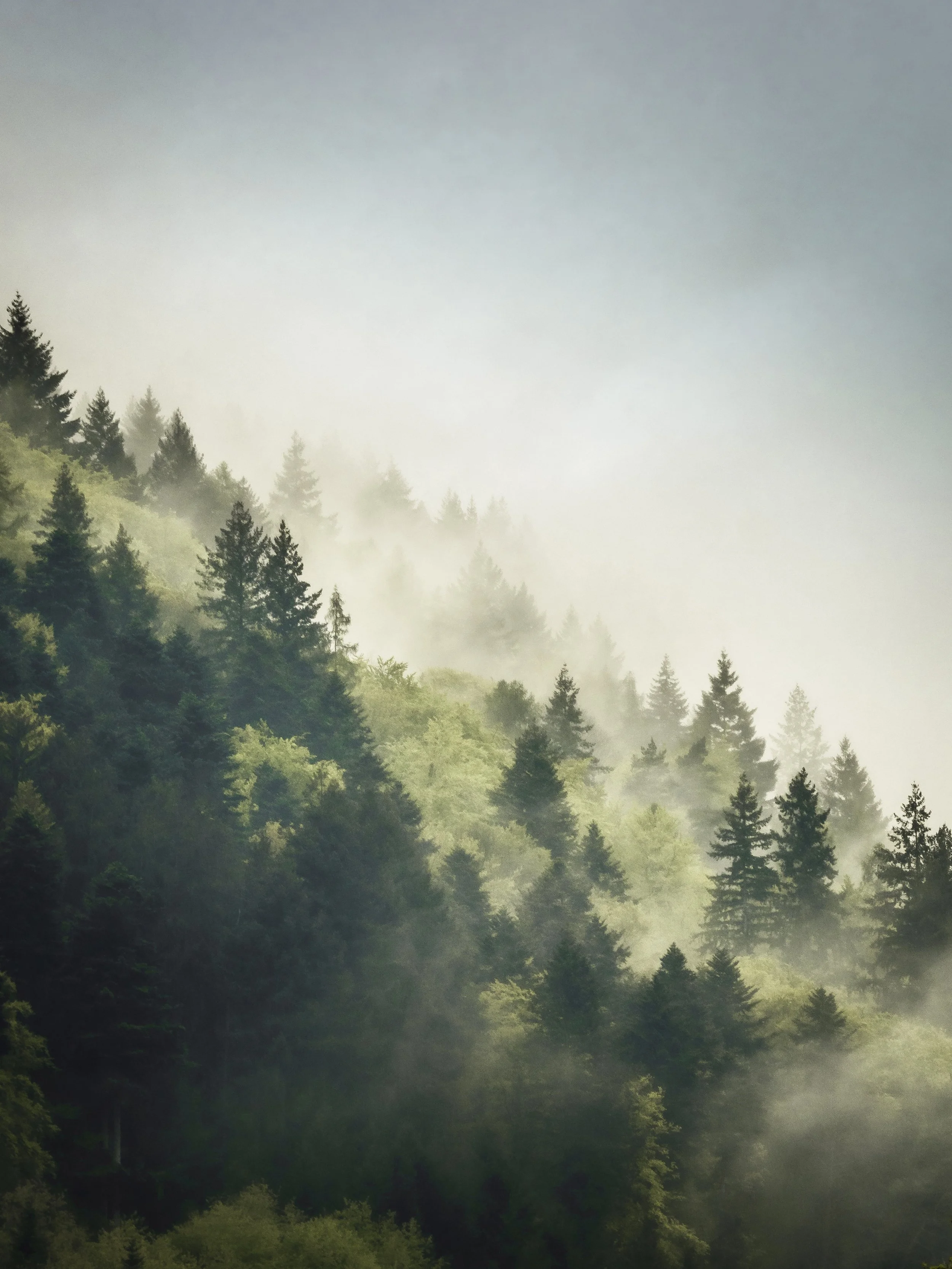 Forest with fog