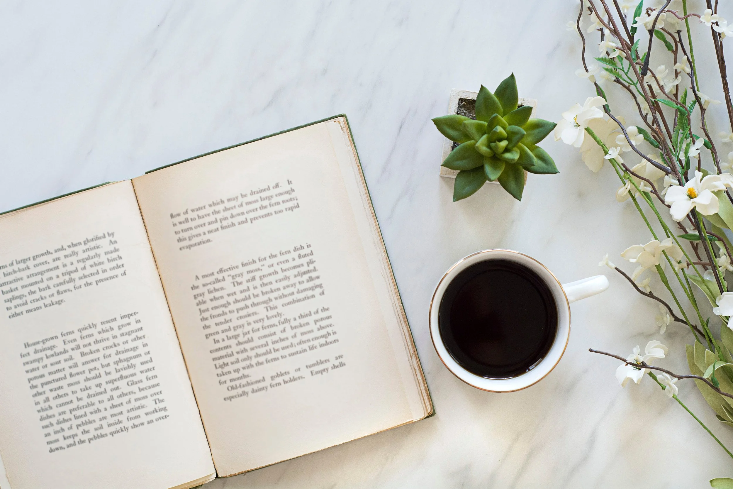Open book with a small succulent and coffee next to