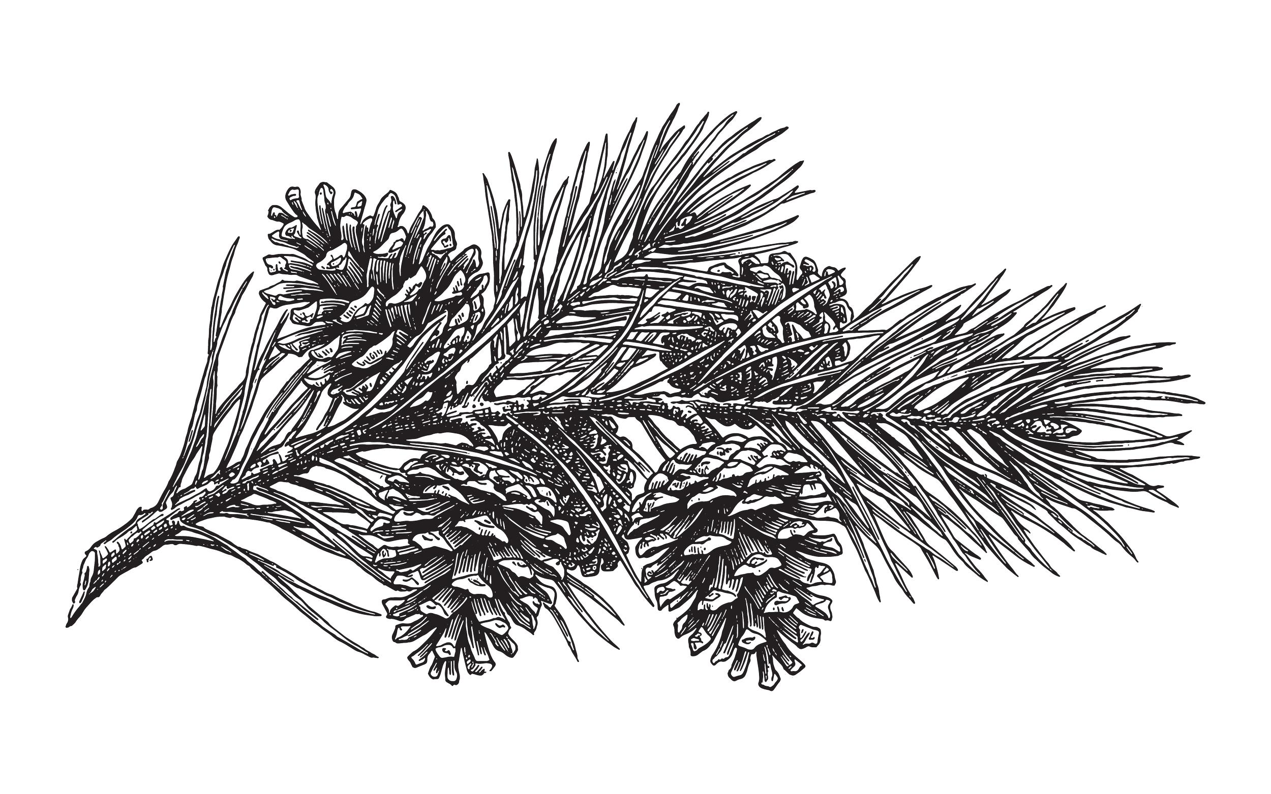 Line drawing of pine tree branches with pinecones and needles on a black background.