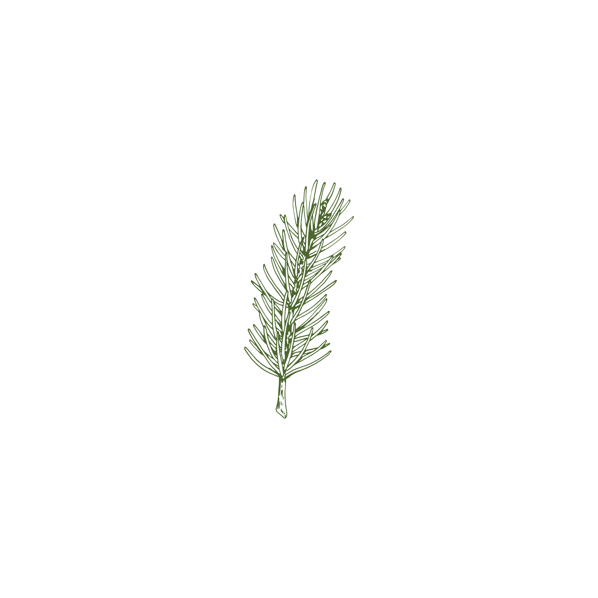 Pine straw