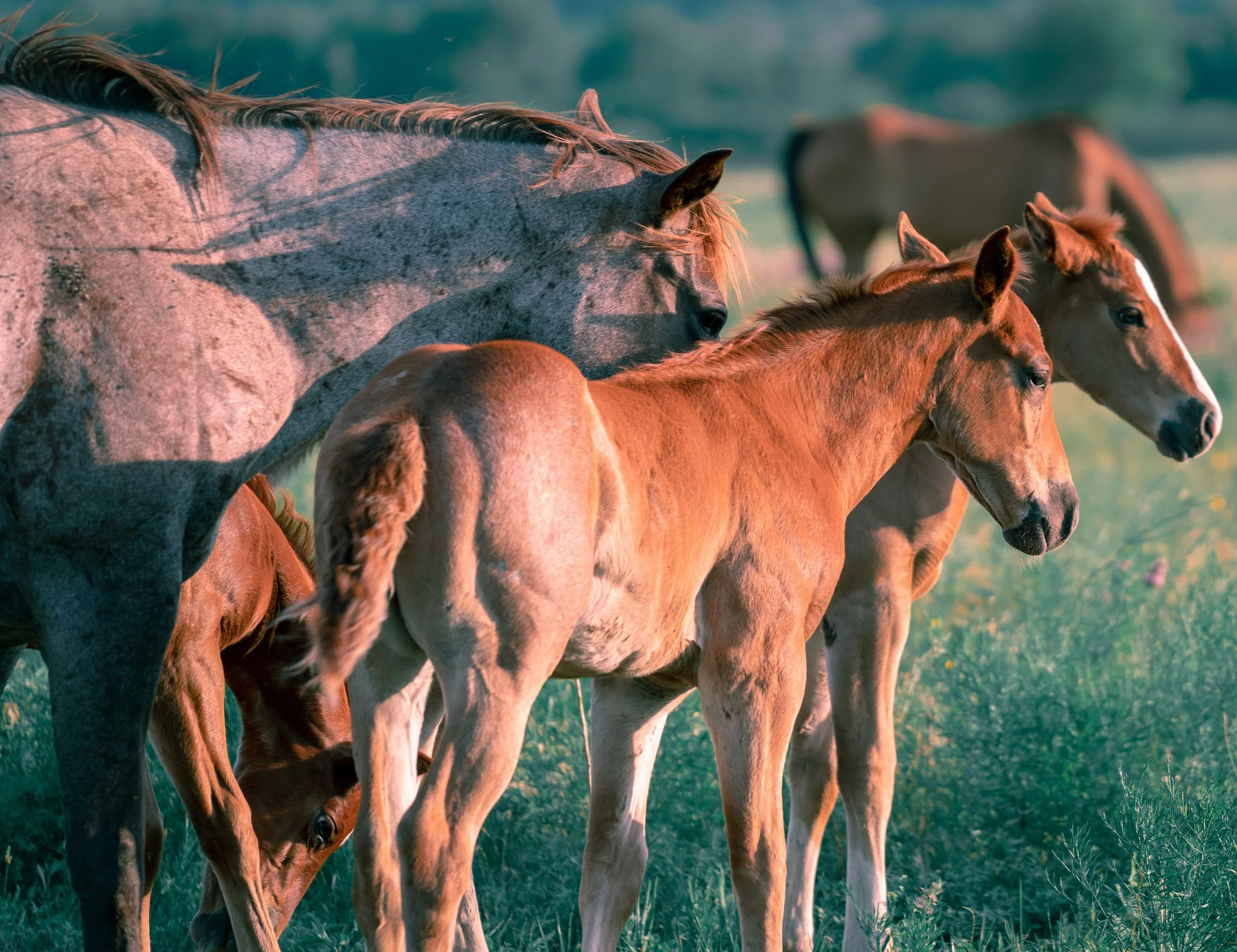Horse Family.jpg