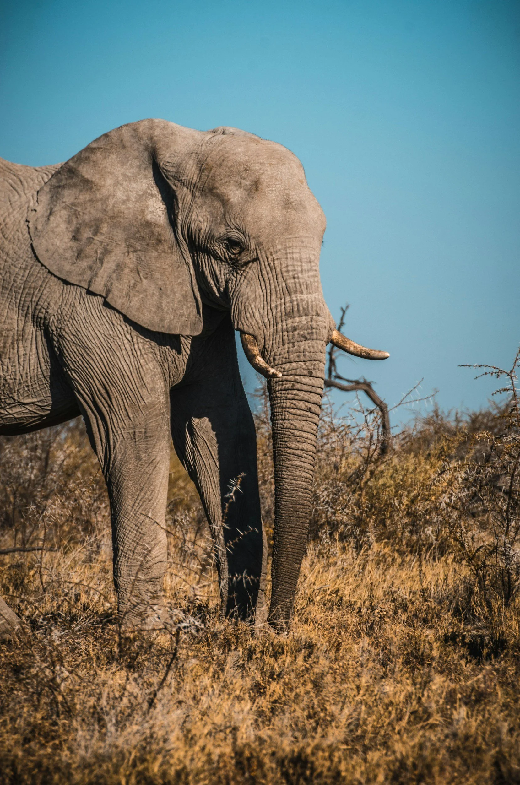 An African elephant standing in a dry, grassy landscape with a clear blue sky in the background.