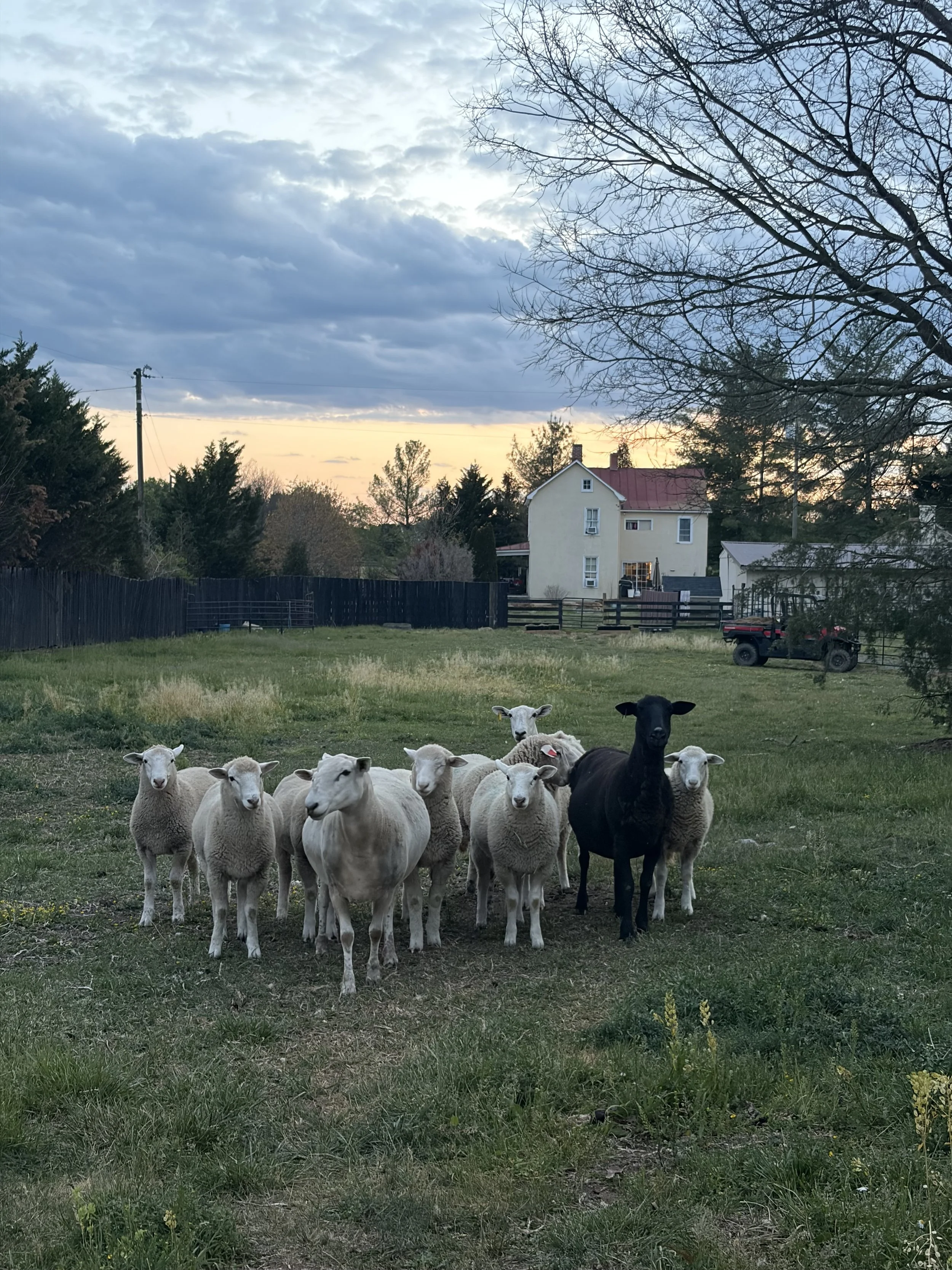 A flock of sheep with one black sheep among white sheep in a grassy field, with houses, trees, a fence, and a cloudy sky at dusk or dawn.