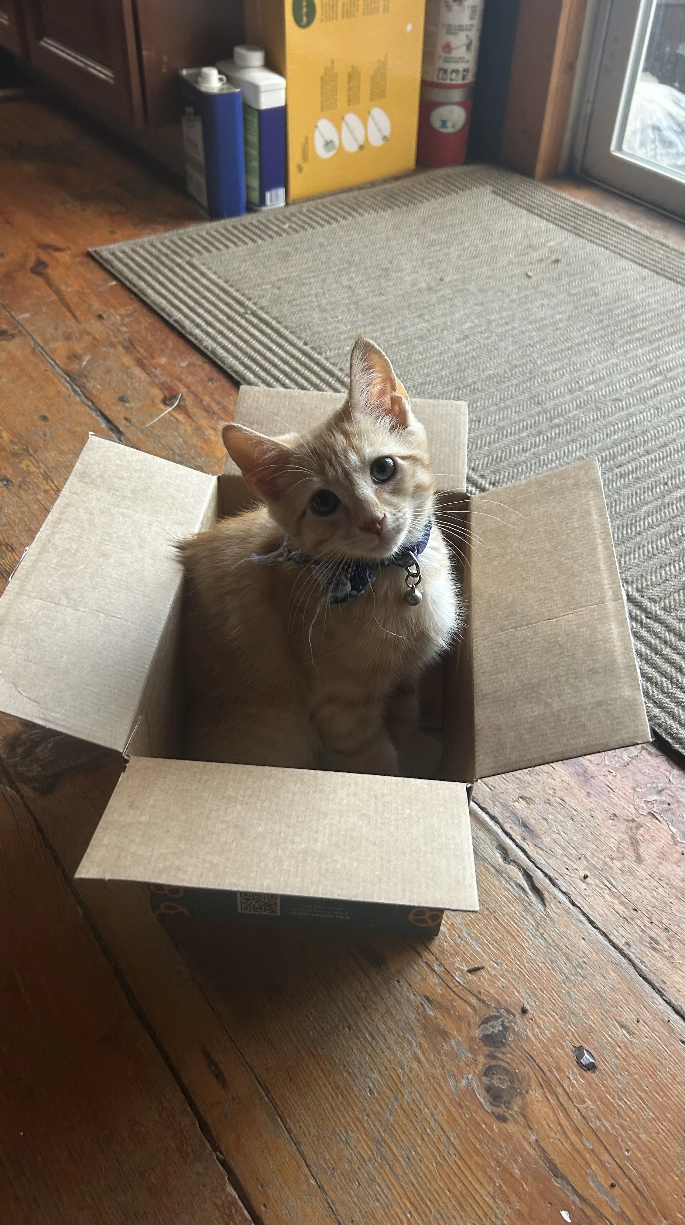 A ginger cat sitting inside a small open cardboard box on a wooden floor inside a room near a door, with shelves and containers in the background.
