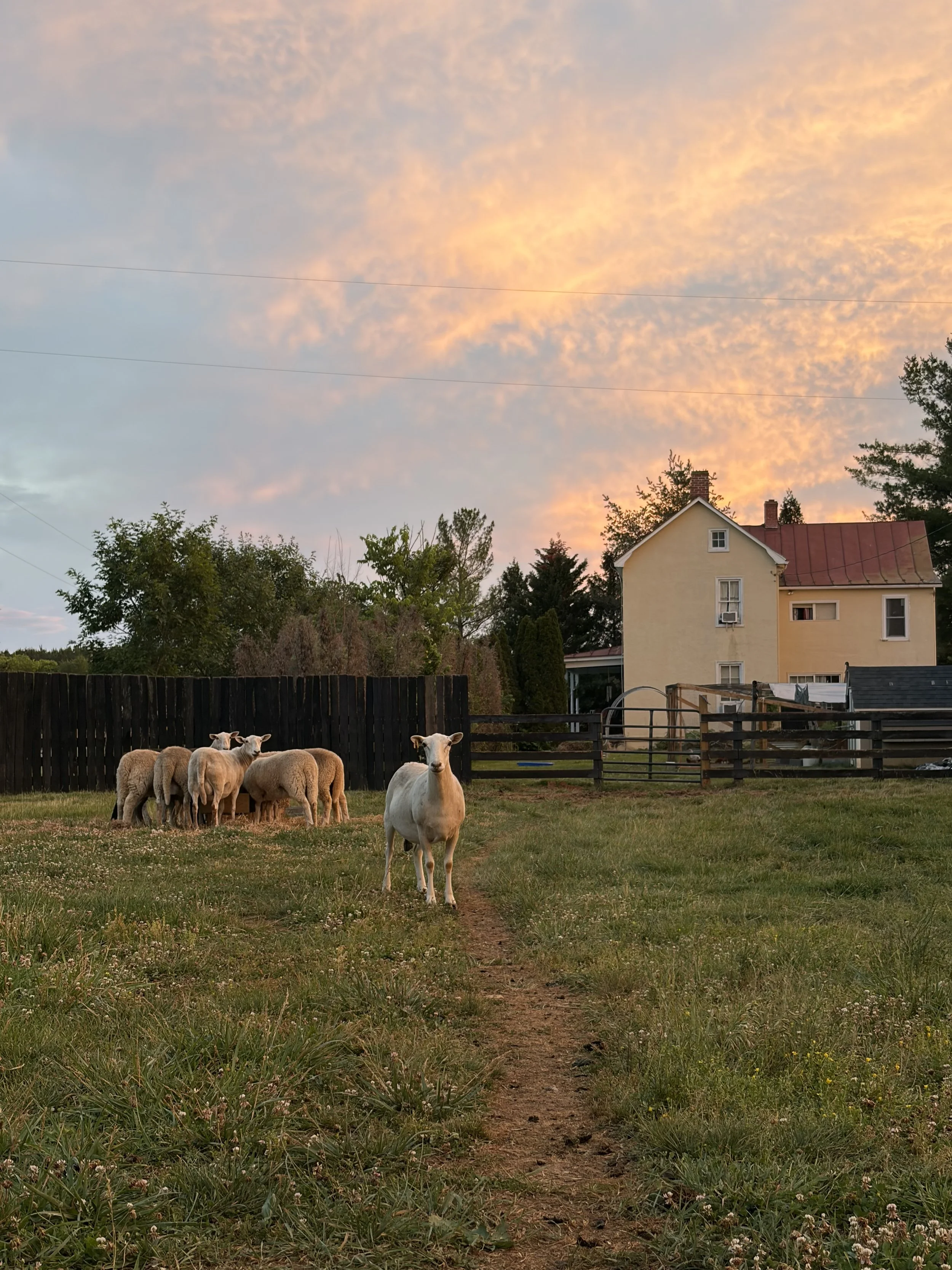 A yard with green grass and a dirt footpath, a small group of sheep grazing near a wooden fence, a house with a red roof and chimney in the background, trees and a sky with orange and pink clouds during sunset.