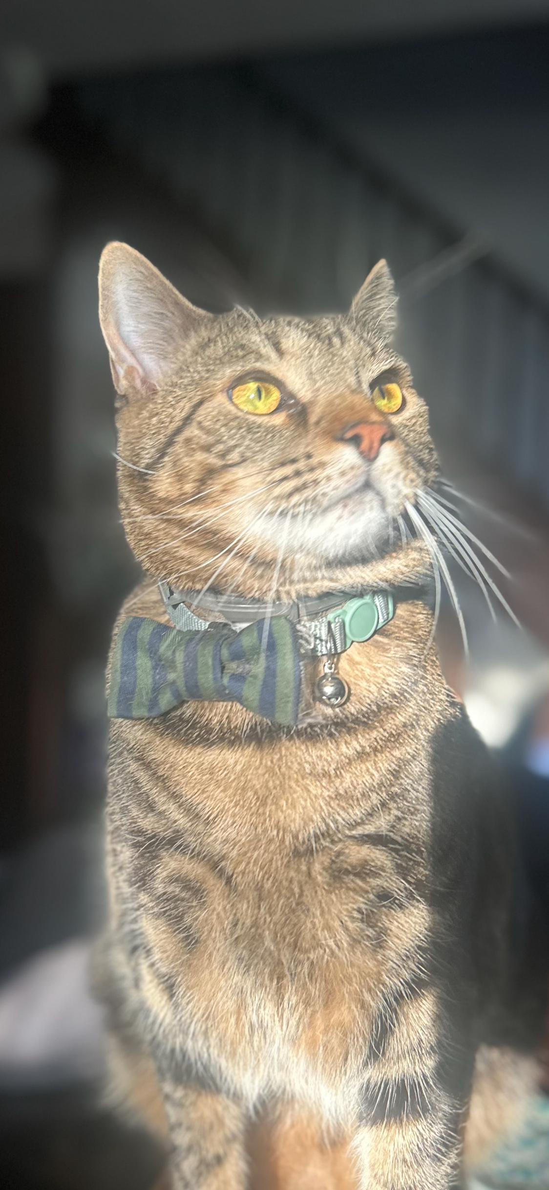A close-up photo of a brown tabby cat with yellow eyes, wearing a green and navy striped bow tie and a gray collar with a green tag and a small silver bell.