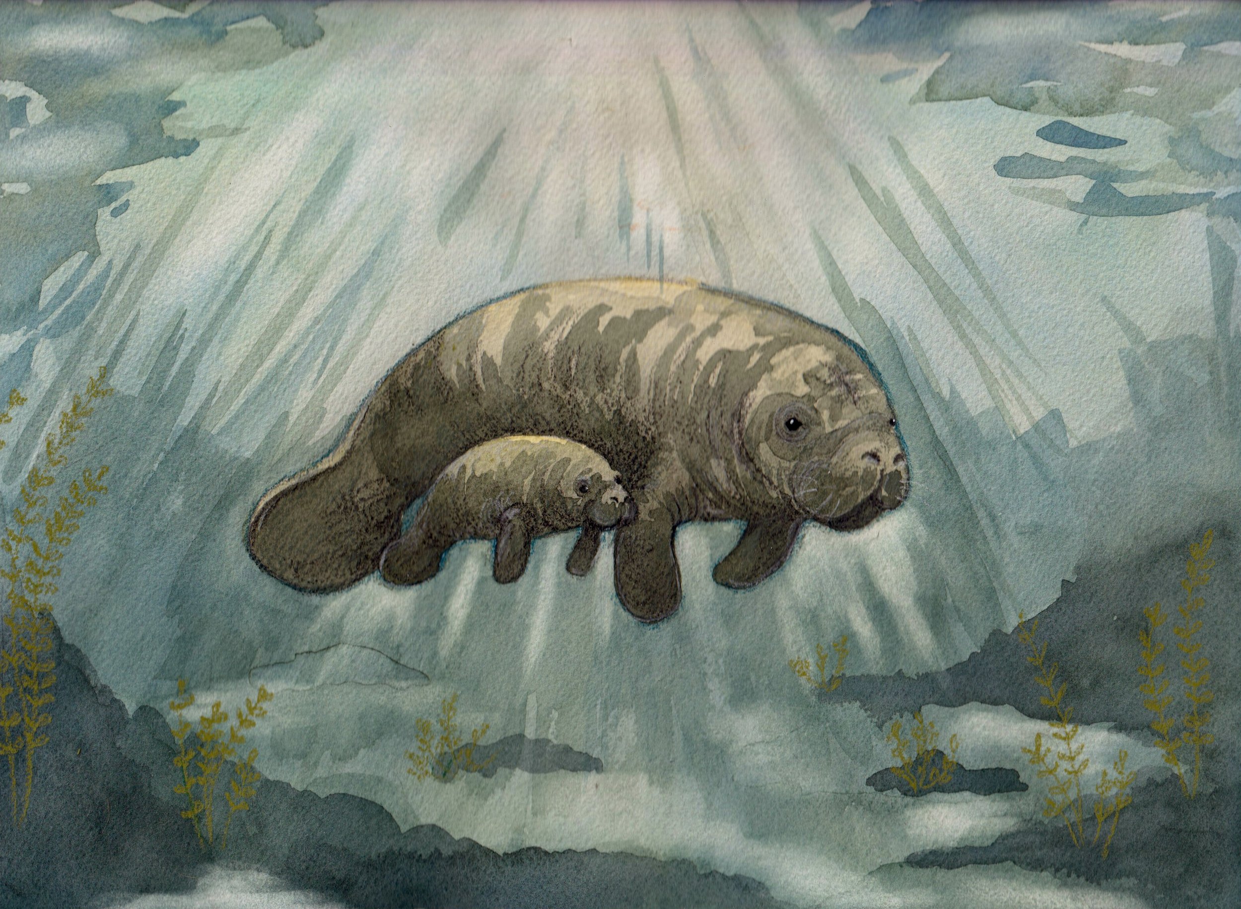 Original Artwork: The Manatee Migration