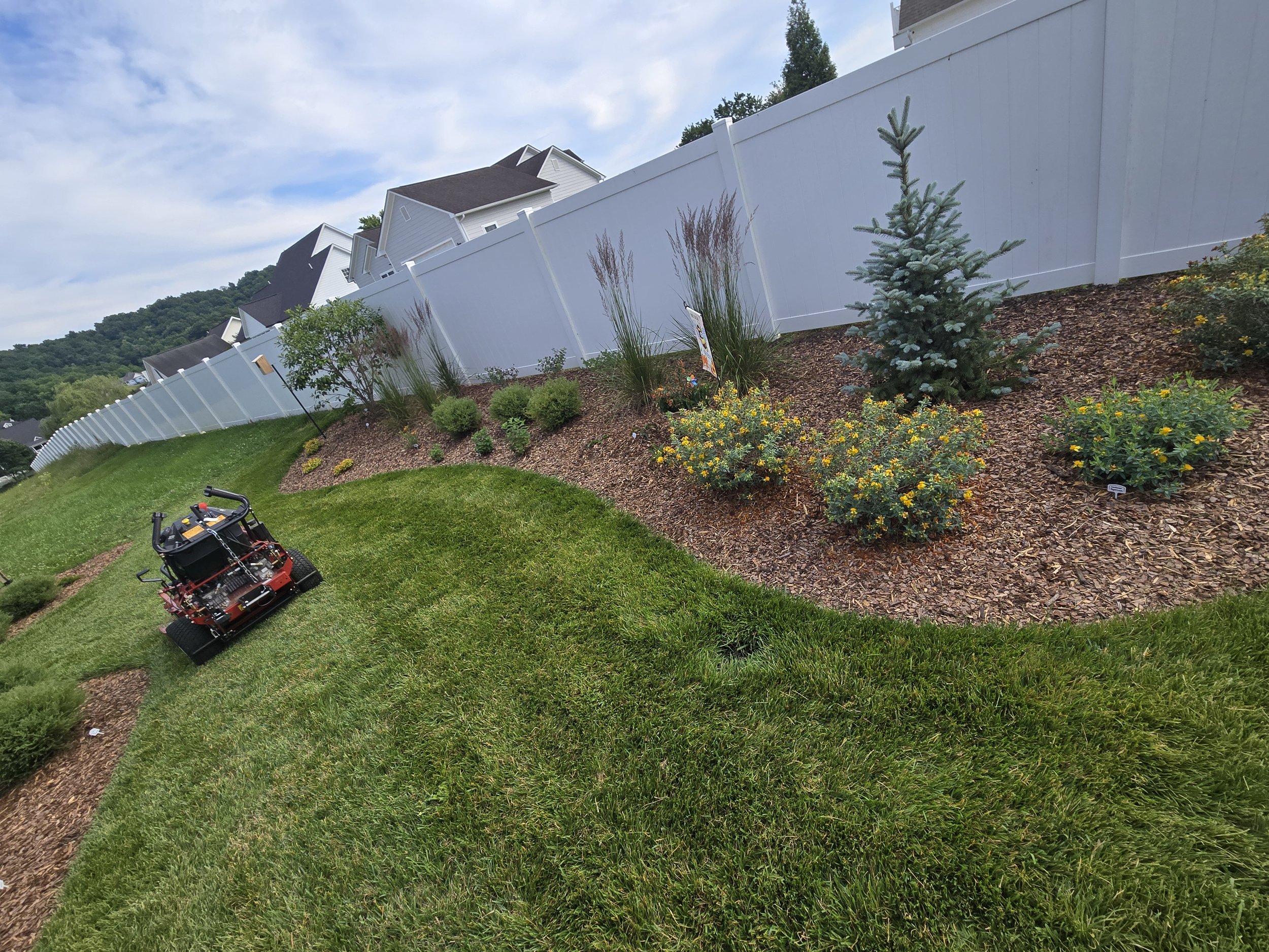 A backyard with a white fence, various plants including a small evergreen tree, yellow flowers, and a lawn mower on a well-maintained grassy yard.