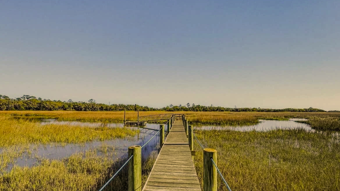 A wooden boardwalk extending over a marsh with tall green grasses and small water pools, leading into a distant horizon under a clear sky.