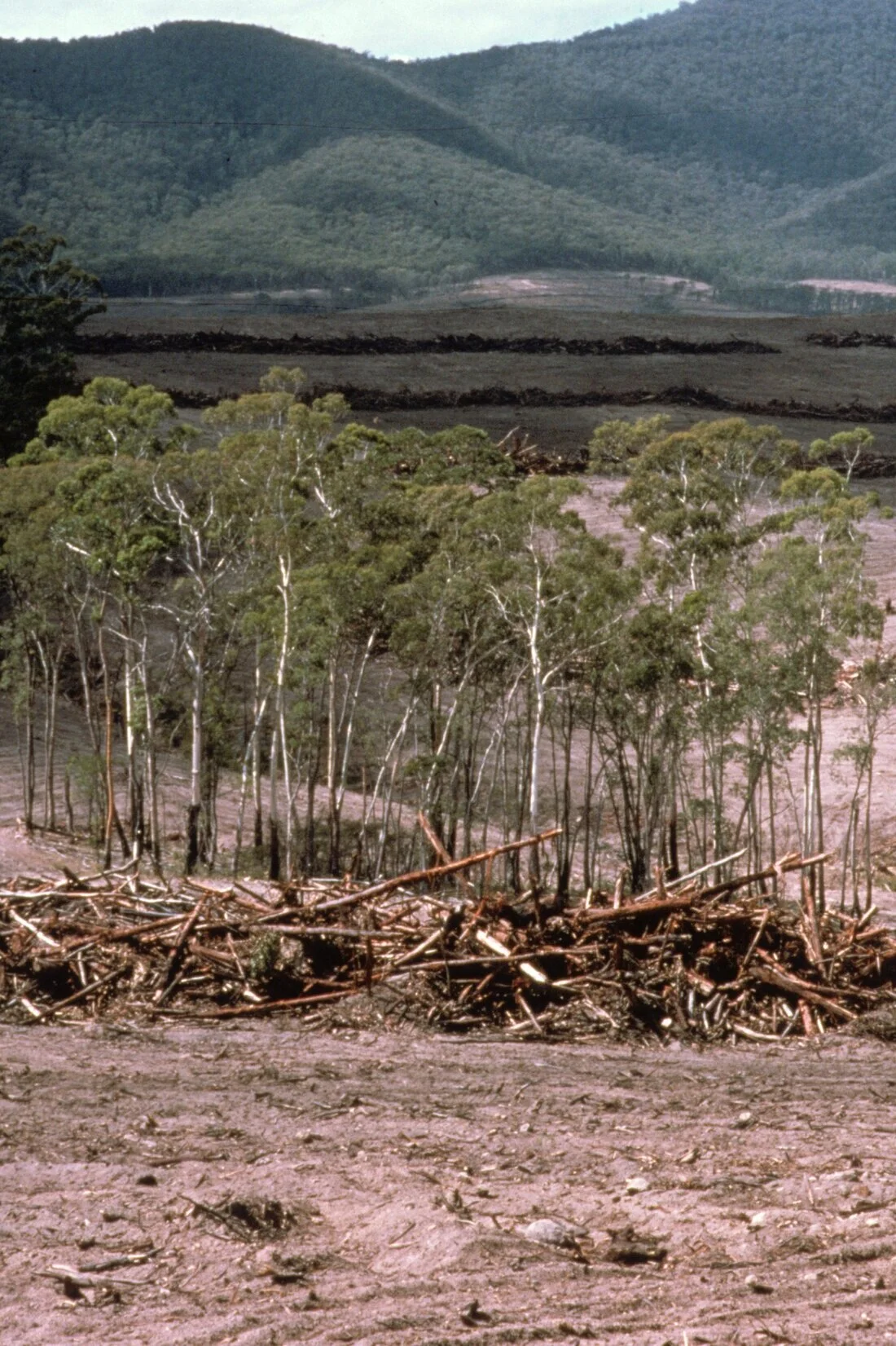 McAllisterM_Slides_1_018.jpg