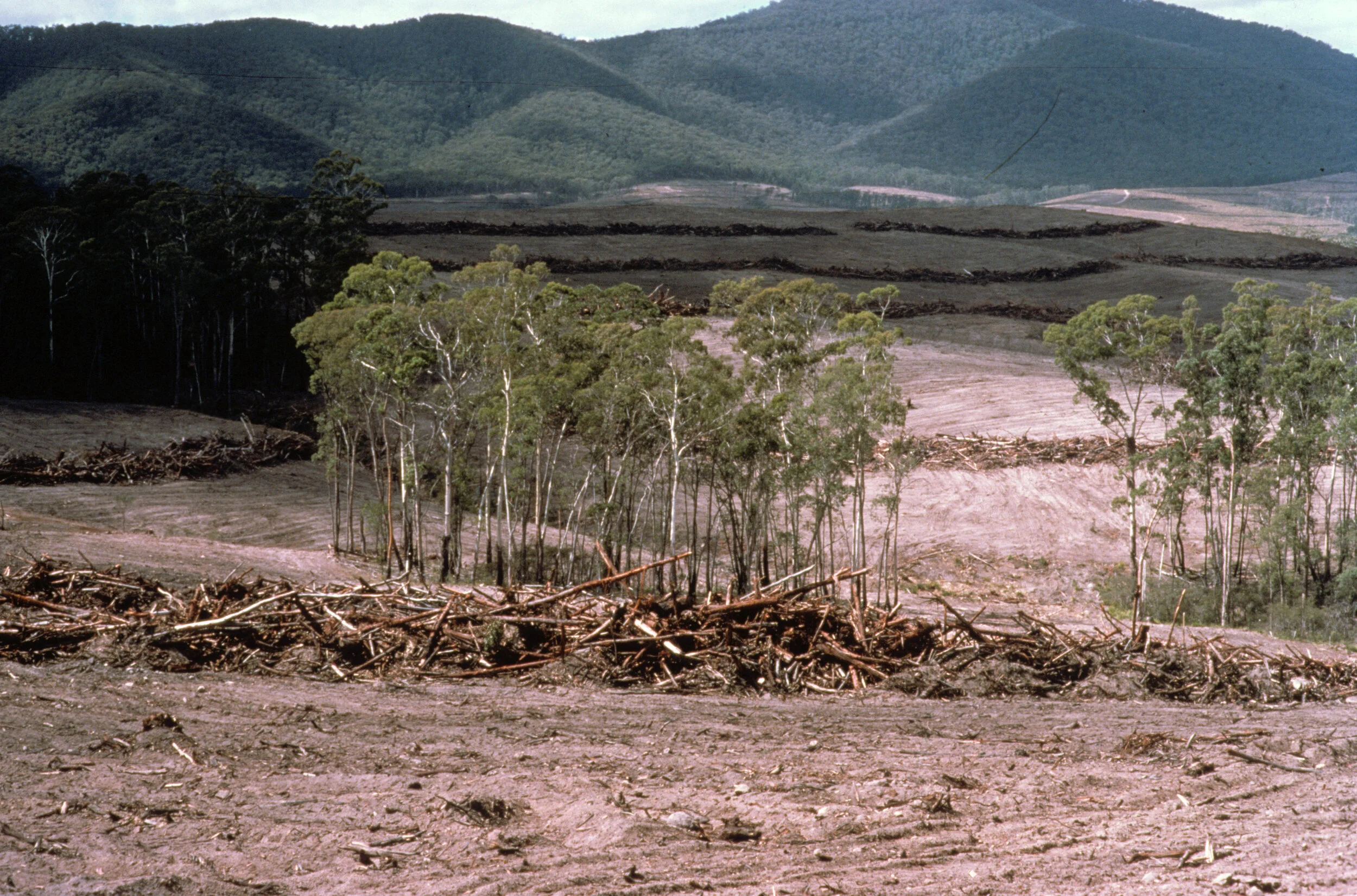 McAllisterM_Slides_1_018.jpg