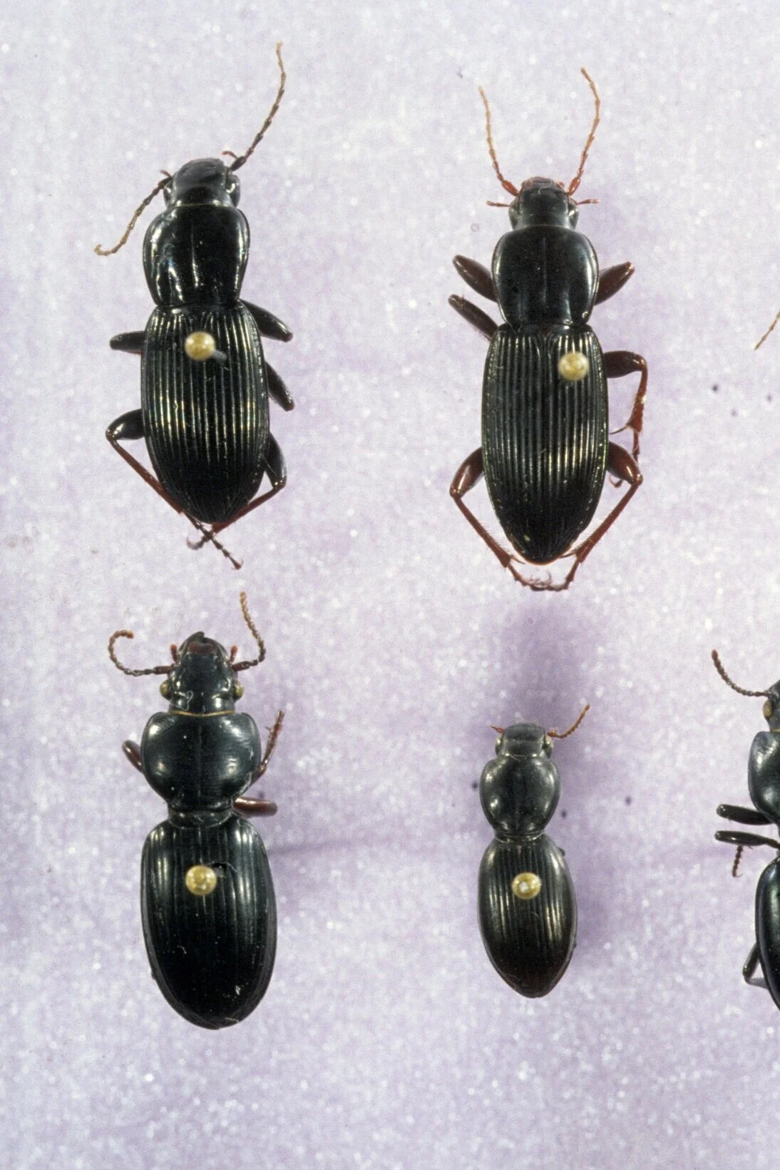 McAllisterM_Slides_1_014.jpg
