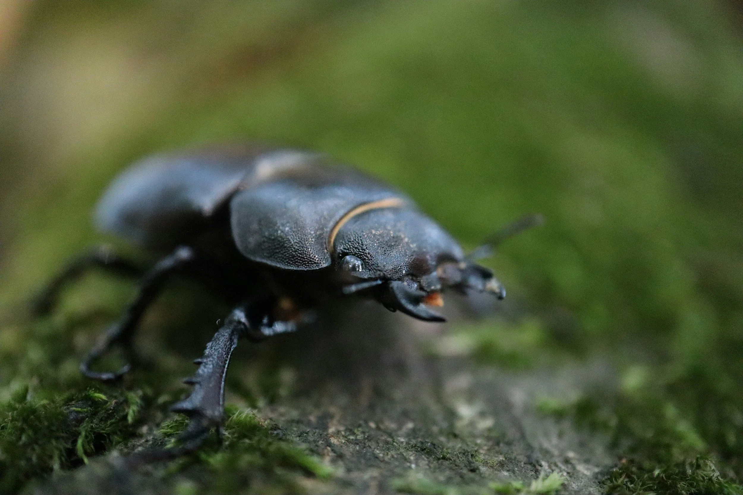 beetle