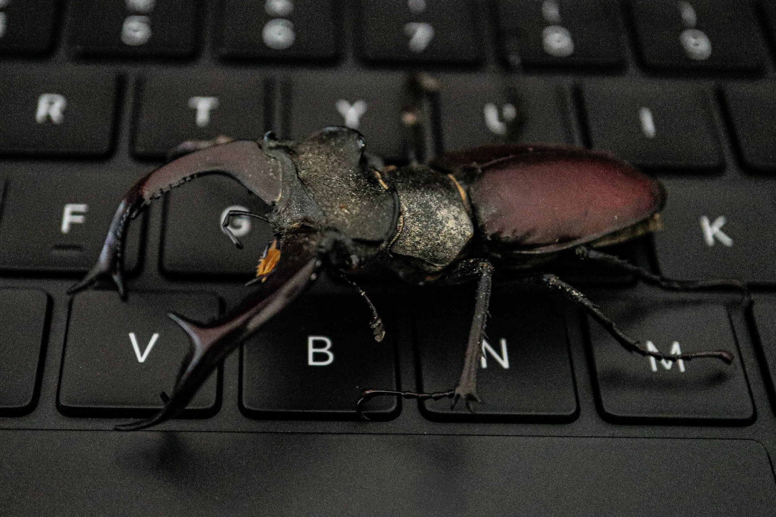 New RIO funding to the lab: using computer vision AI to identify insect species