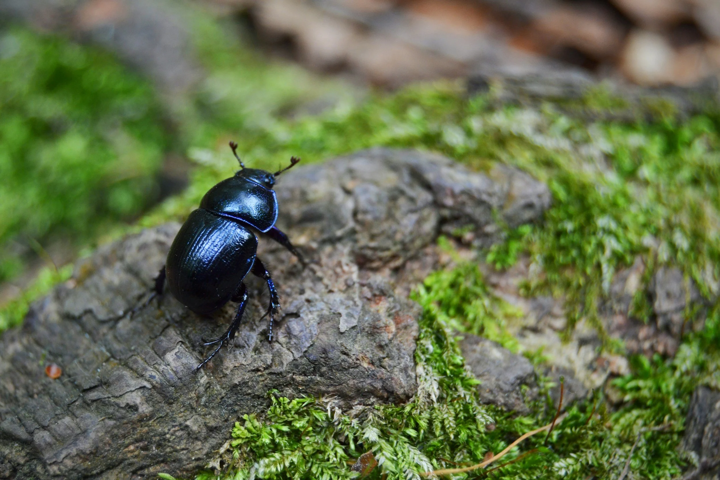 How the fire affected carabid beetle species