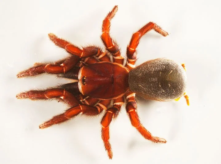 Iconic funnel-web spiders are not impacted by fire