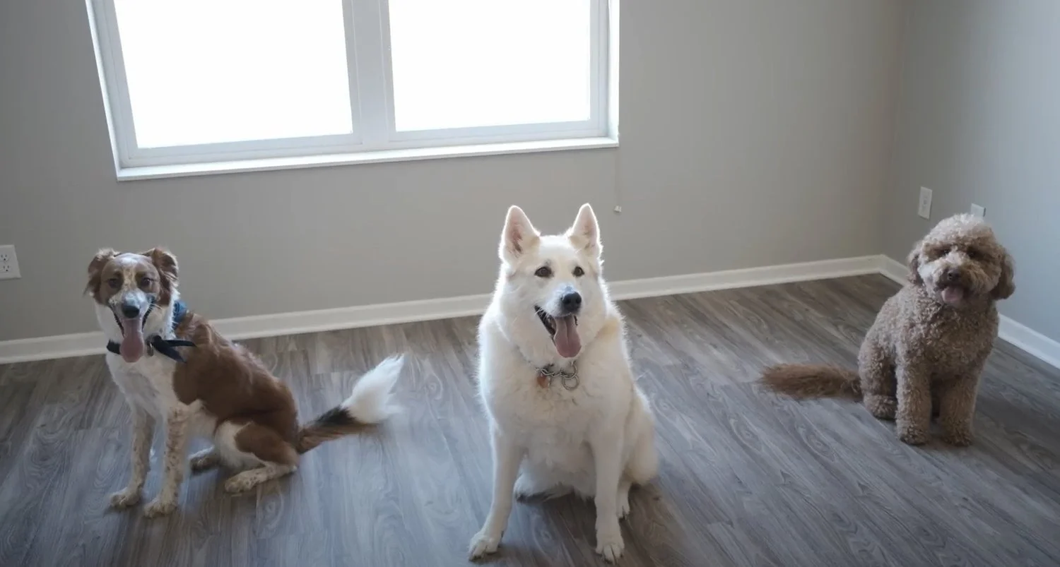 Three dogs sit on a wooden floor in a bright room of apartments in Rochester, all gazing at the camera with tongues out.