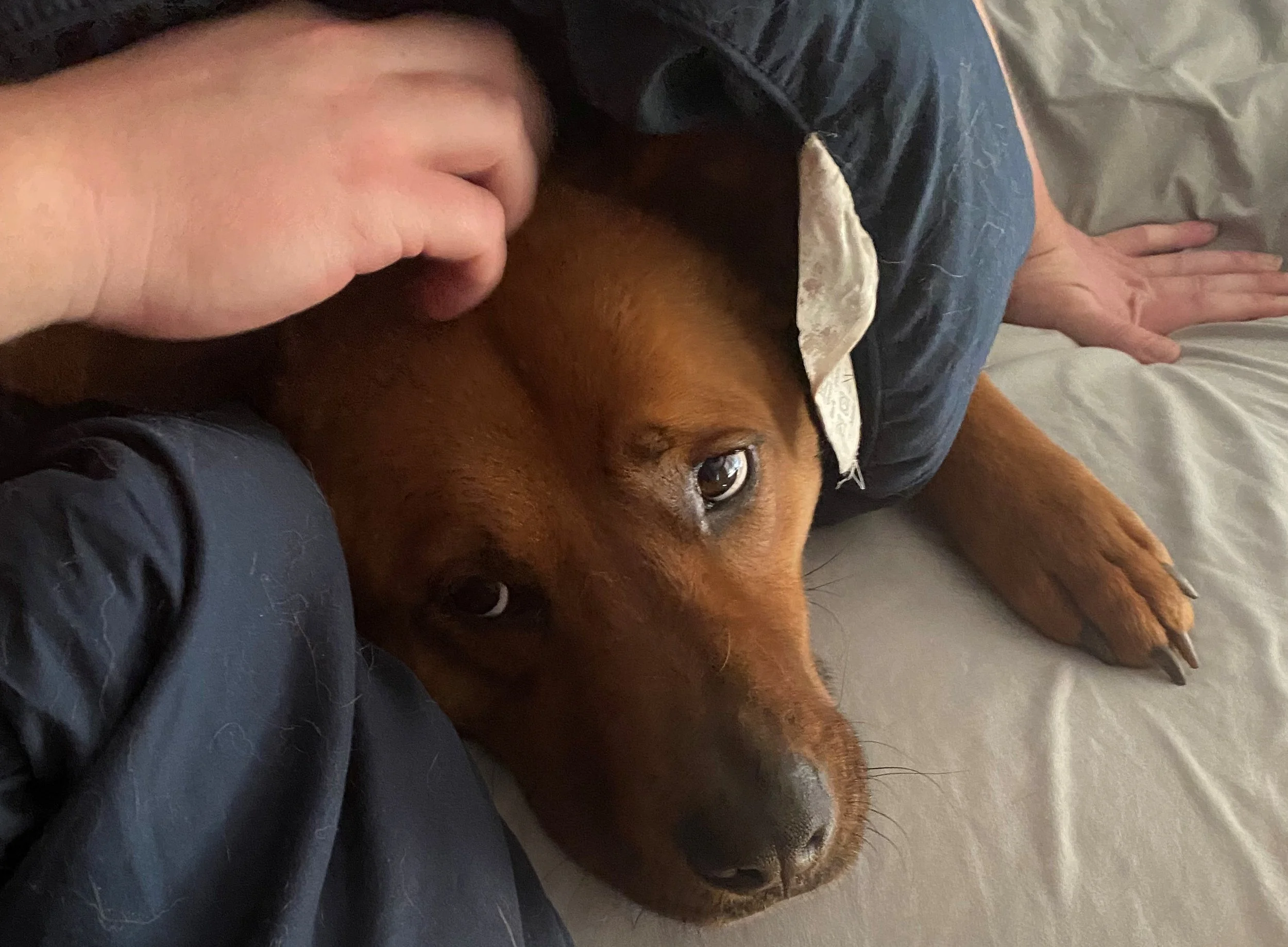 Large brown dog lays on bed under blue blanket while human hand is scratching top of dogs head.