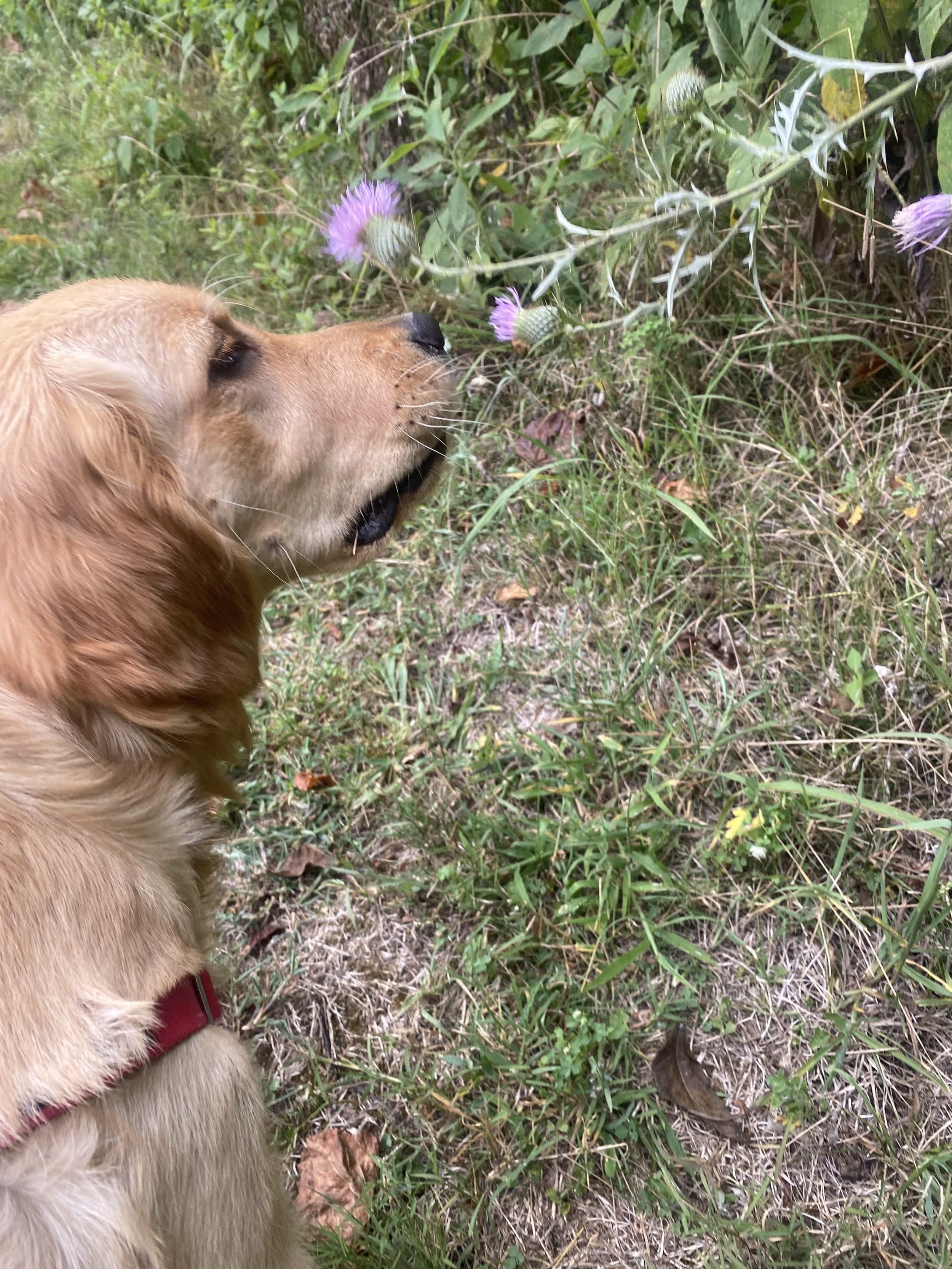 The Importance of Sniffing for Dogs And Easy Enrichment Ideas