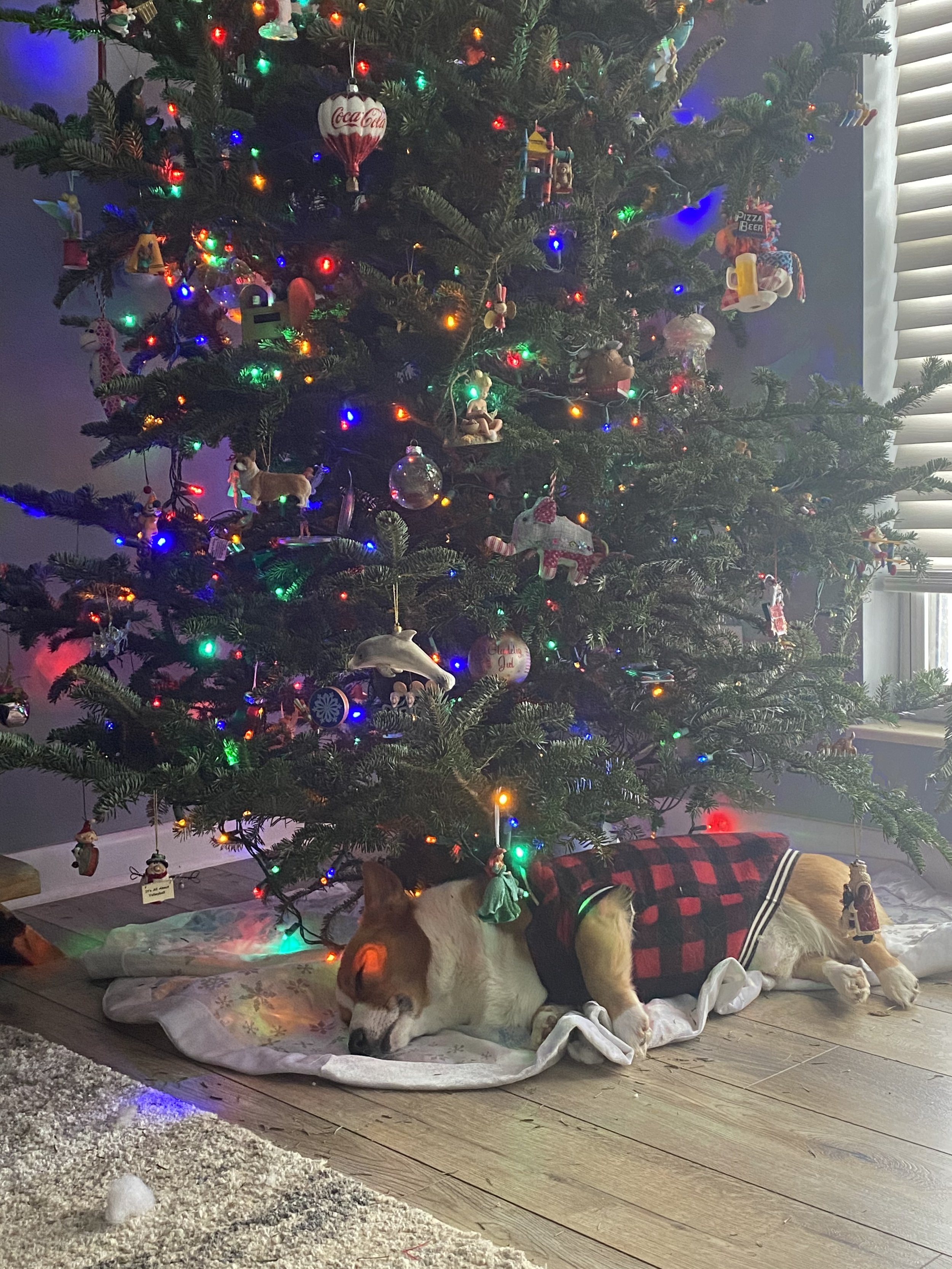 Thinking About Getting a New Pet for the Holidays? What to Consider Before Bringing One Home