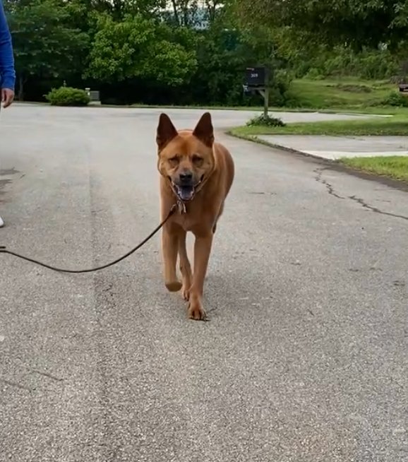 January Is National Train Your Dog Month
