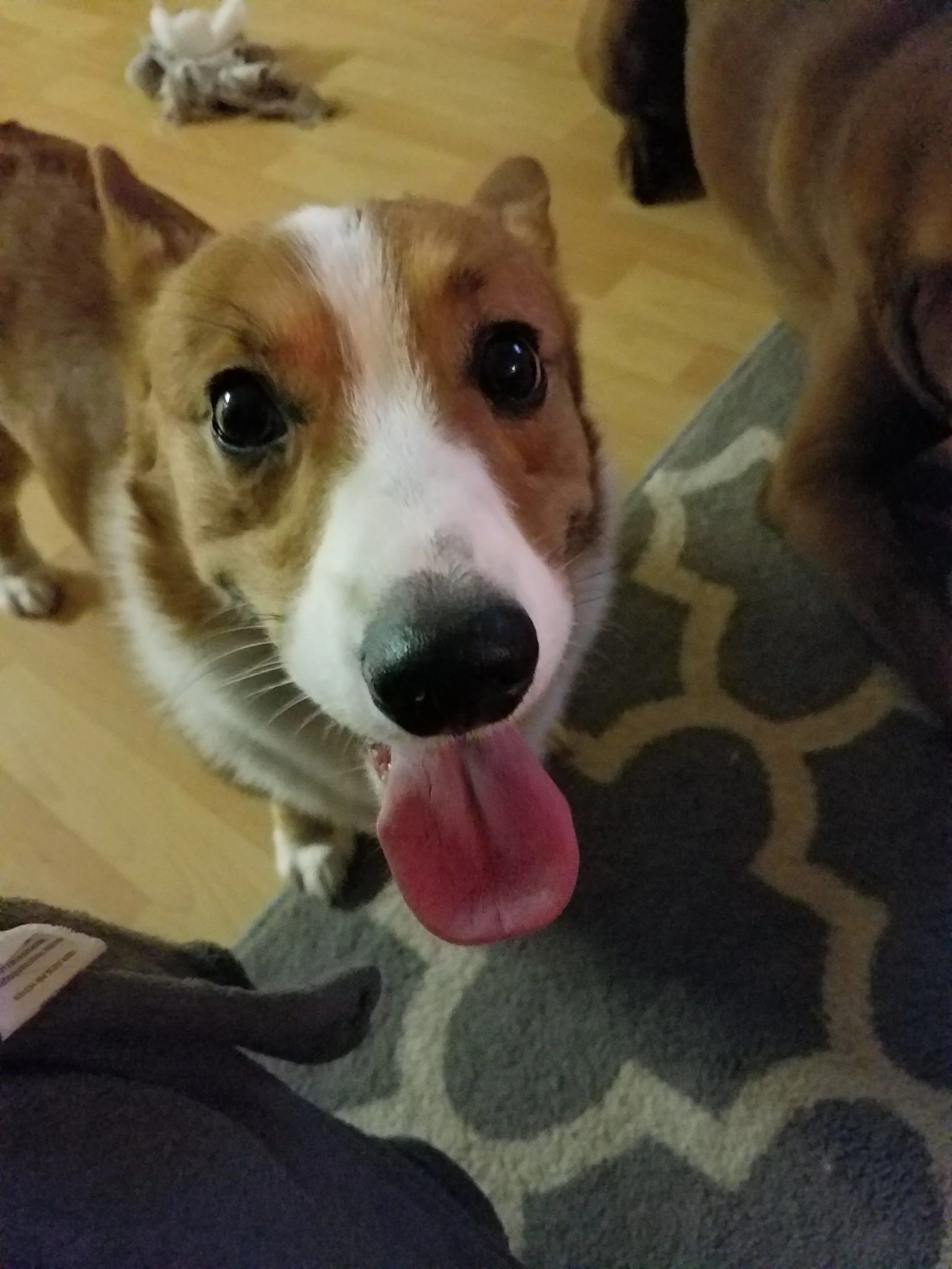 Learning Dog Body Language: How to Understand What Your Dog Is Saying