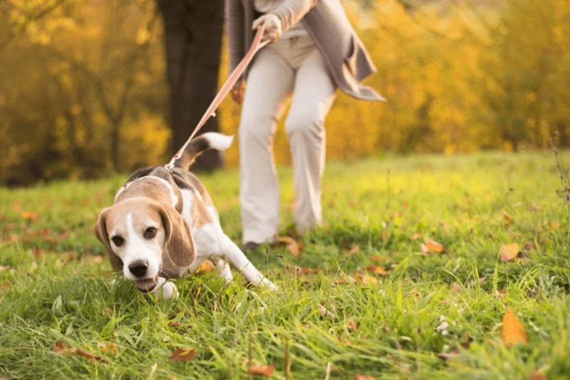 Why Your Dog Is Barking and Lunging on Walks (And How To Help)