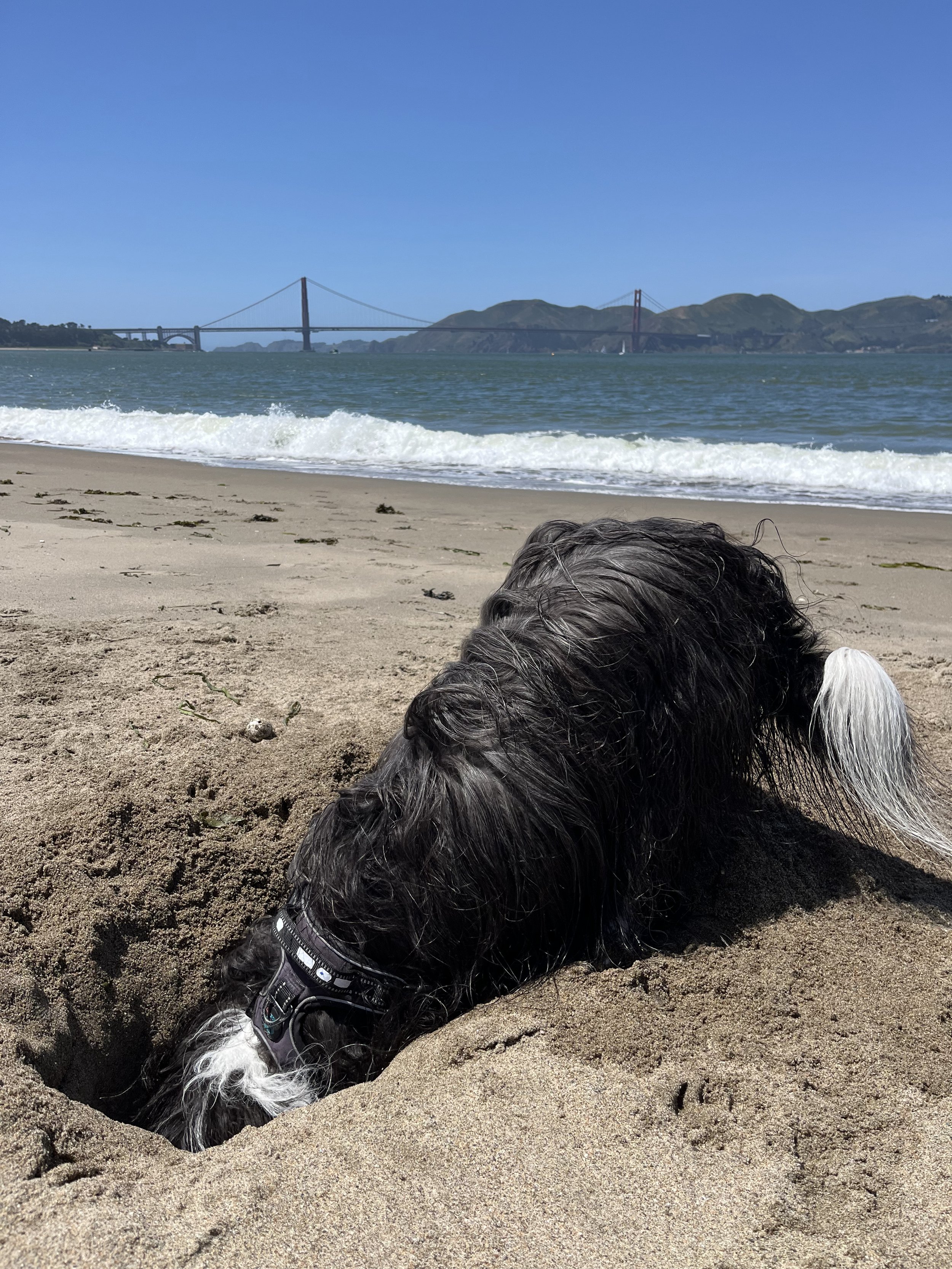 Why Dogs Dig and How to Stop It.