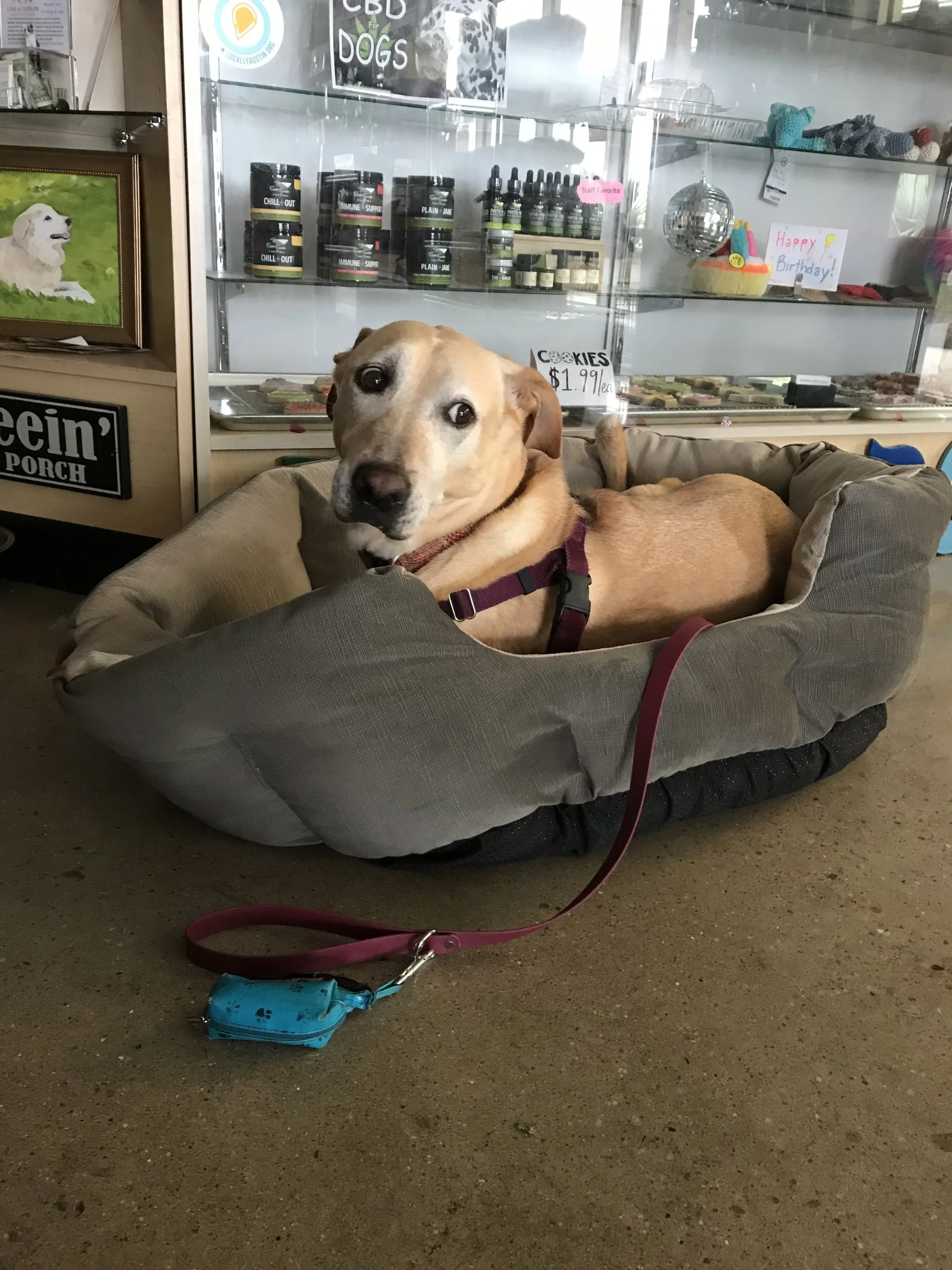 It’s Okay to Leave Your Reactive Dog at Home&nbsp;