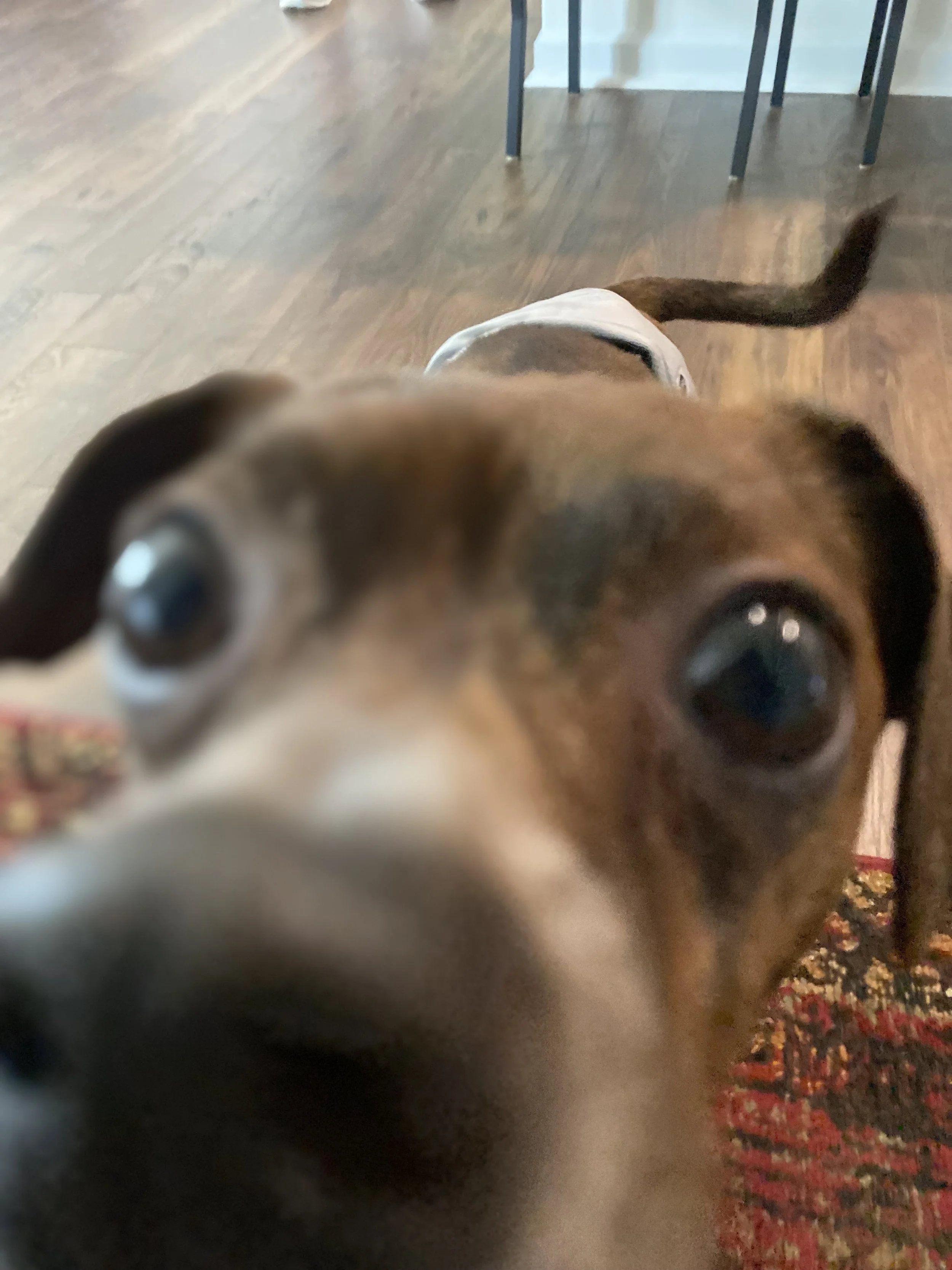 Why Is My Dog Suddenly Needy? It Might Not Be a Training Problem