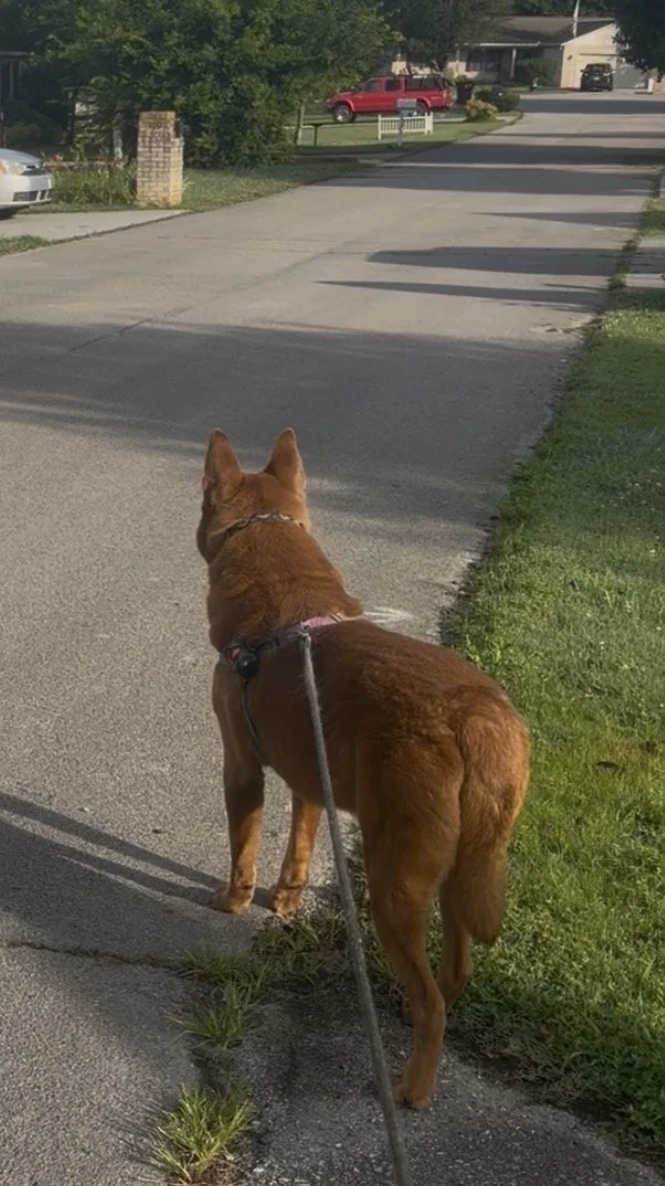 Can I Train My Reactive Dog Myself?