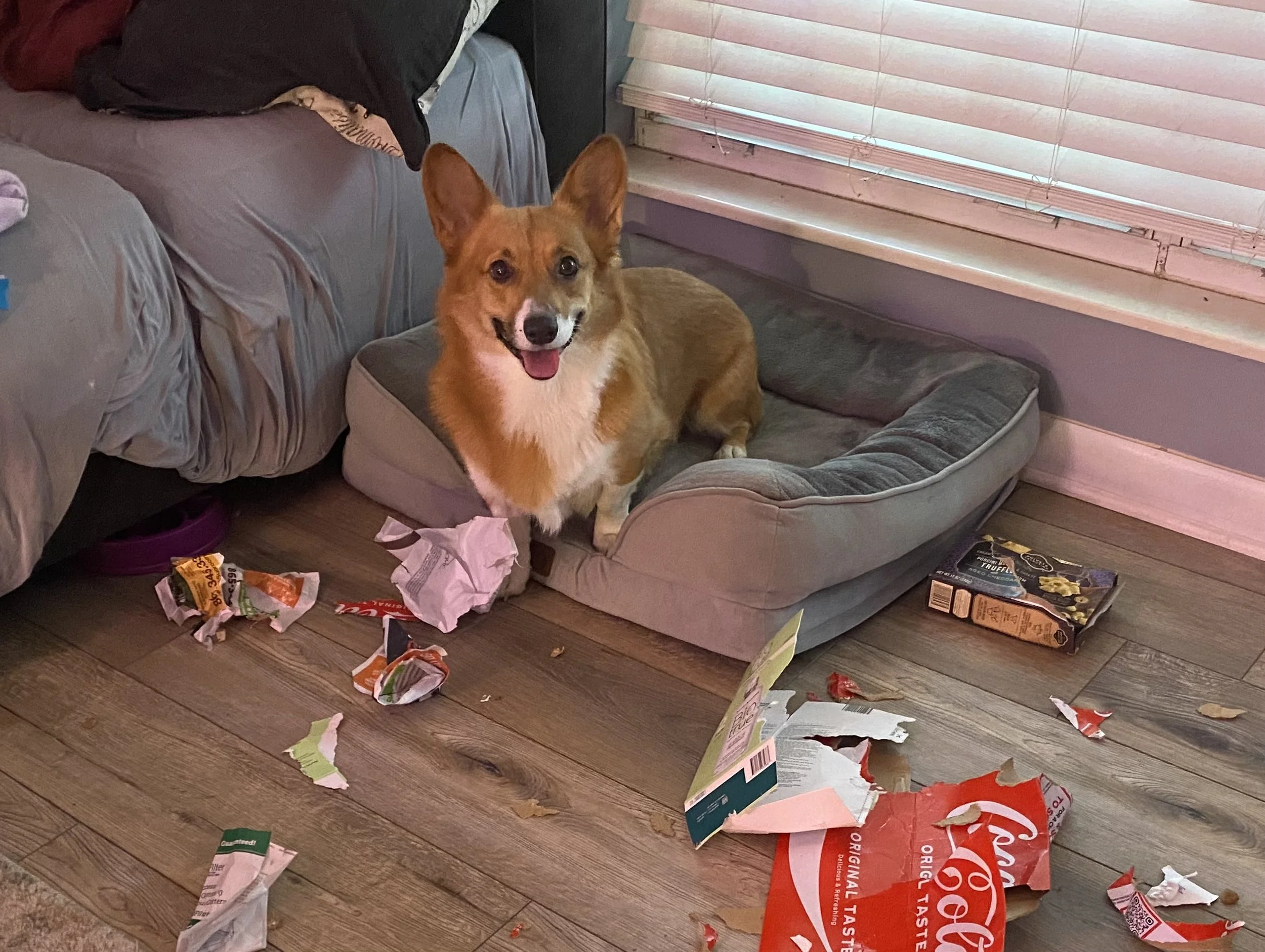 How to Teach Your Dog to Actually Use Their Safe Space