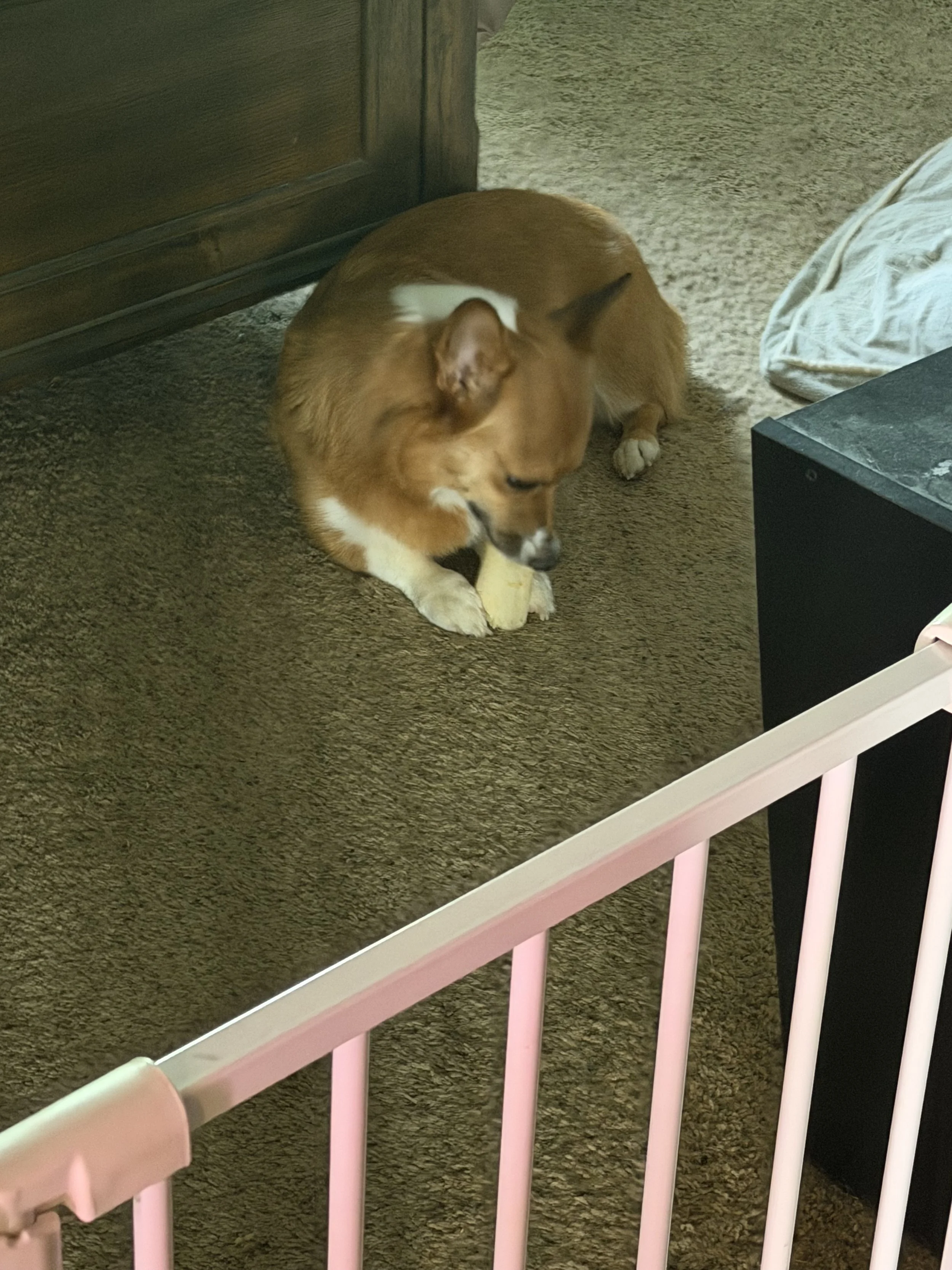 Dog chewing on everything? Here’s what they’re trying to tell you.